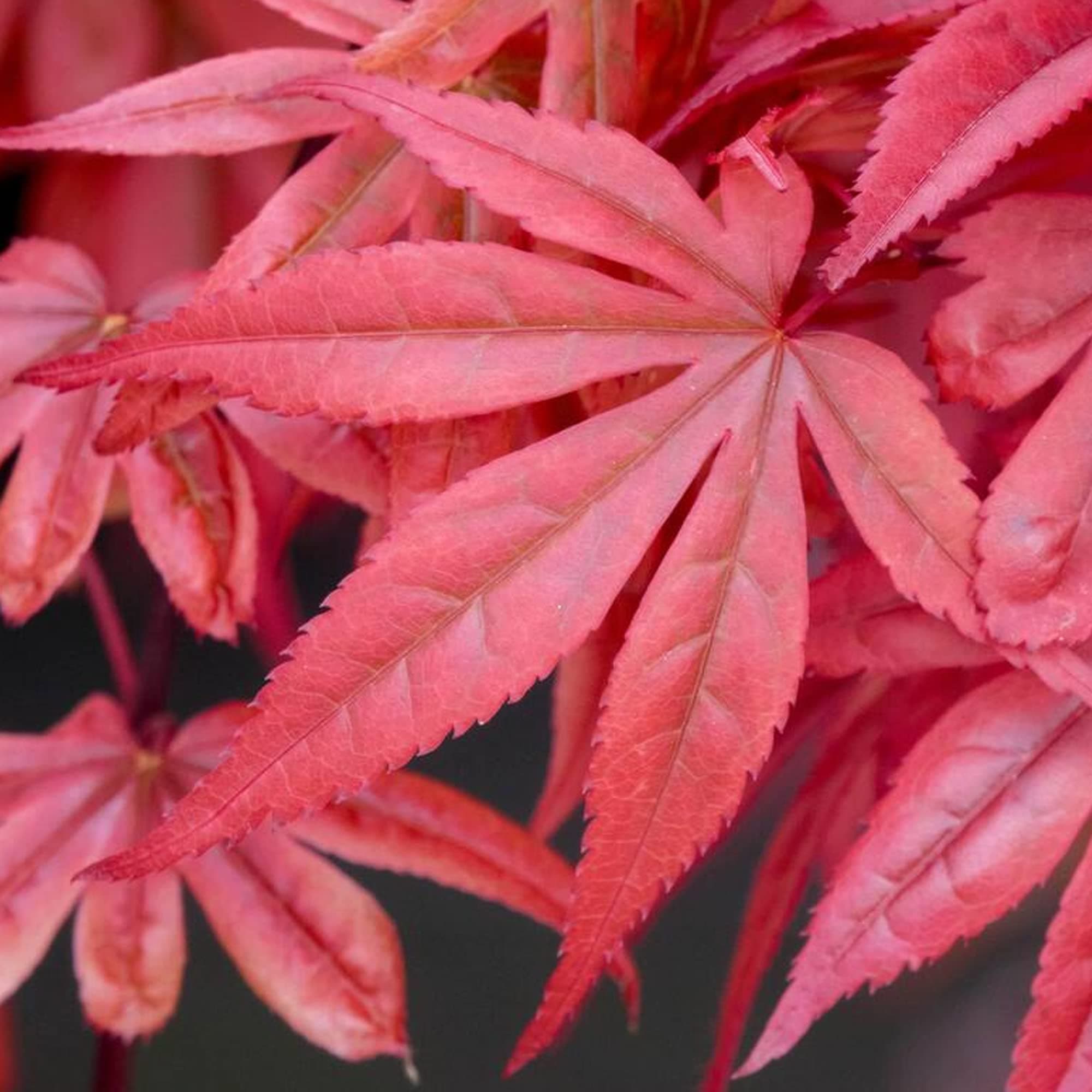 Acer palmatum Skeeter's Broom - Japanese Maple Tree | Large Outdoor Garden Ready Plant in Pot (80-100cm Incl. Pot)