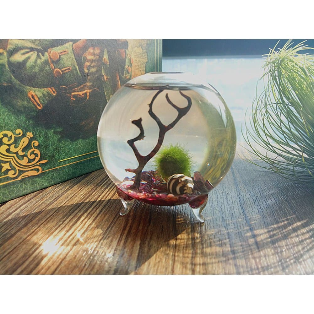 Pet Marimo Globe Kit - 6CM Footed Glass Vase Rose Garnet Gravels Nano Marimo Ball Sea Fan Seashells1 x 8mm marimo