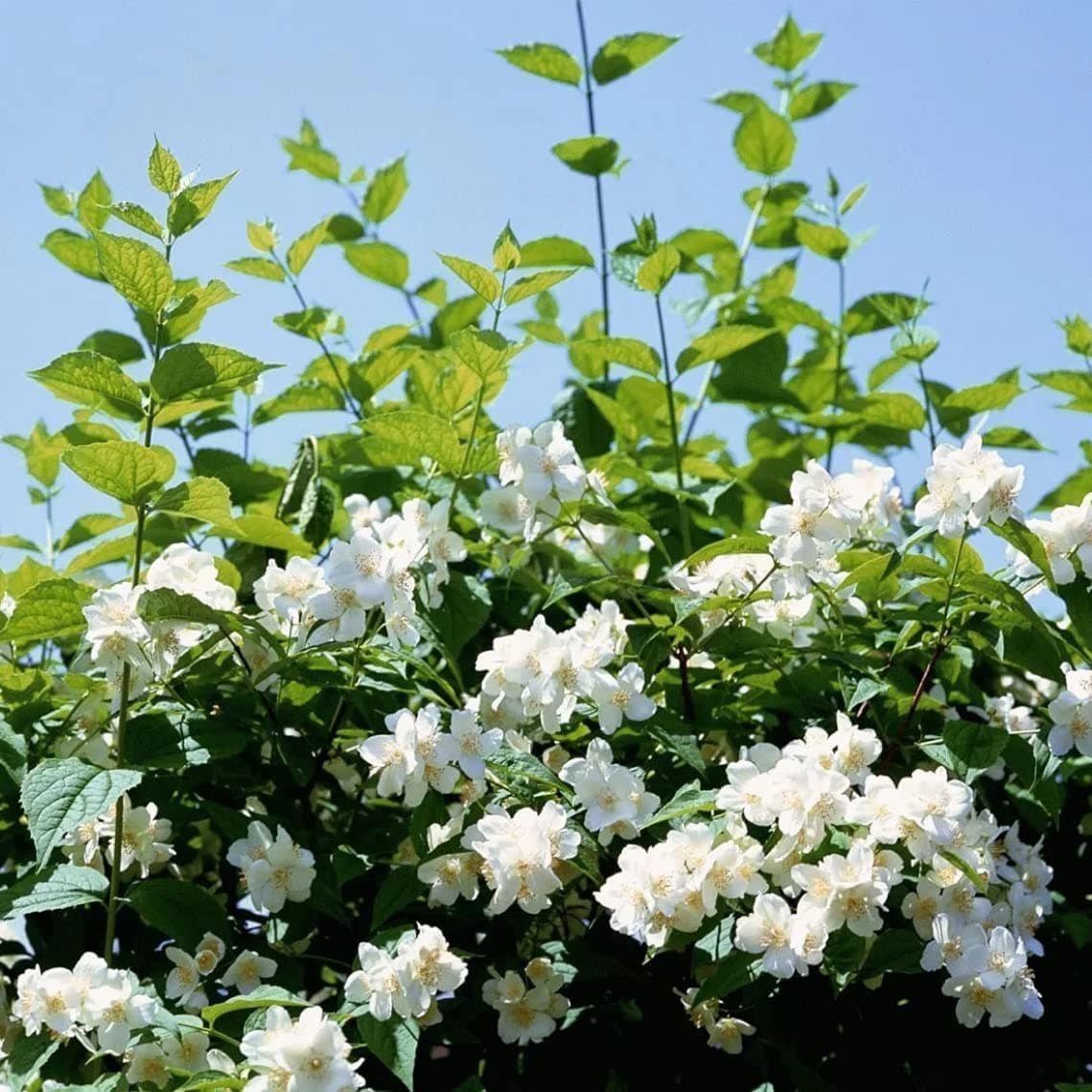 200+ Jasmine Seeds for Planting - 5 Different Color of Jasmine - Non-GMO