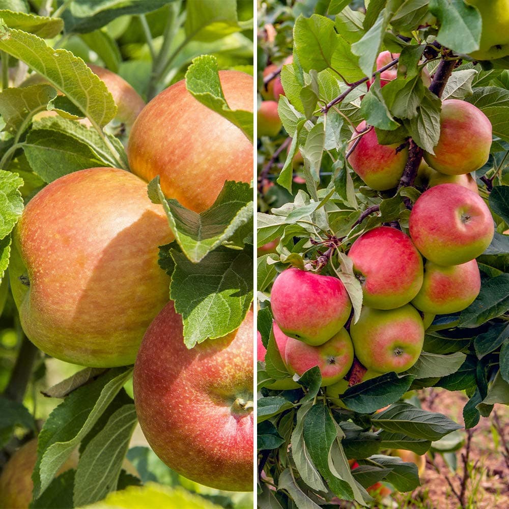 You Garden - Apple Patio Duo Fruit Tree 'Elstar' & 'Golden Delicious' 5L Pot, 70-80cm Tall Supplied as a Ready to Plant Potted Apple Tree - Grow Your Own Fruit Trees in Gardens