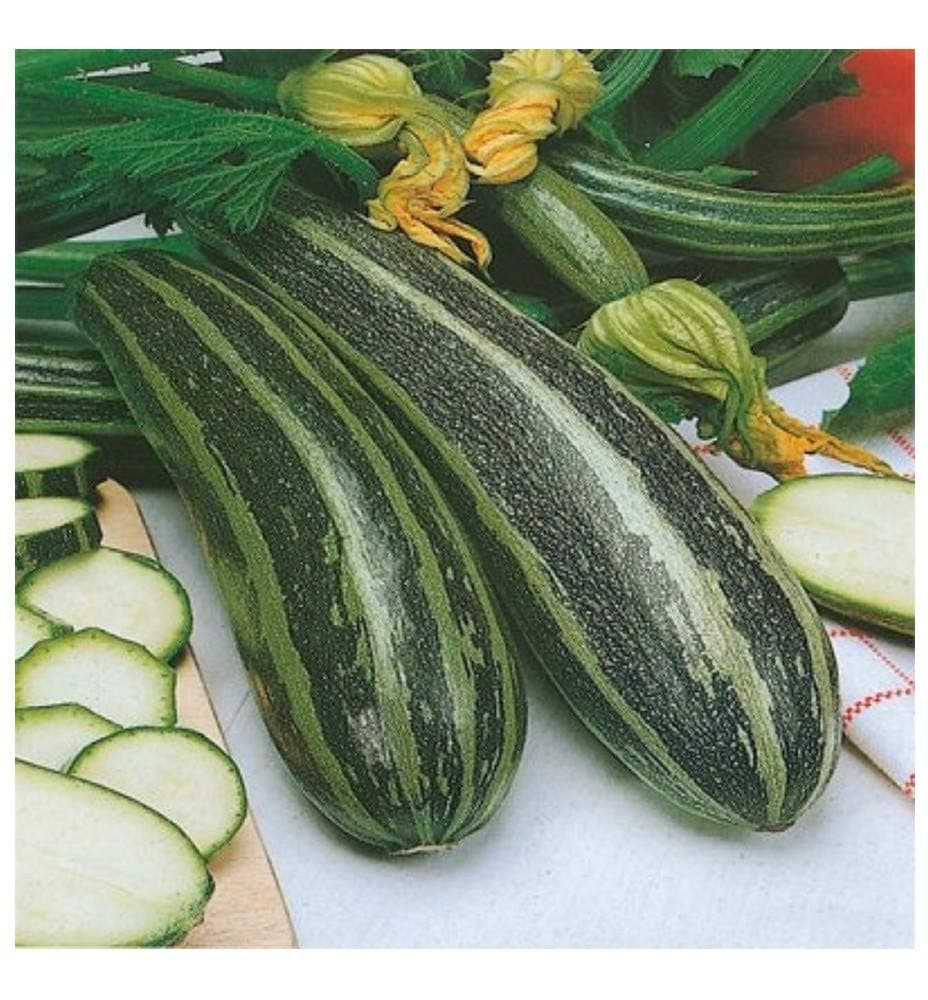 PREMIER SEEDS DIRECT - MARROW - LONG GREEN BUSH 4-40 FINEST SEEDS