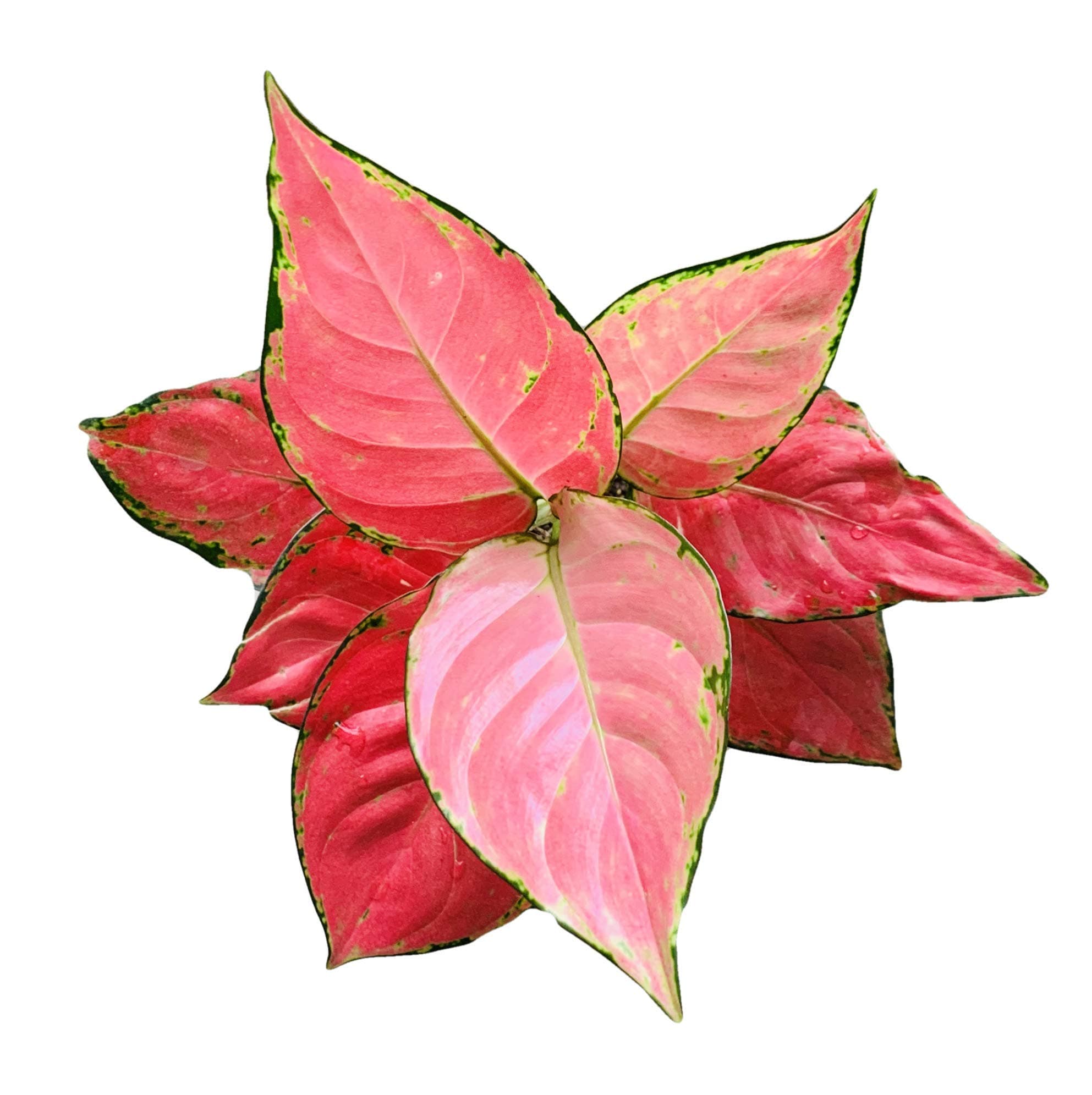 The Four Seasons Aglaonema Pink Anyamanee Rare Imported Variety Natural Live Plant in Pot