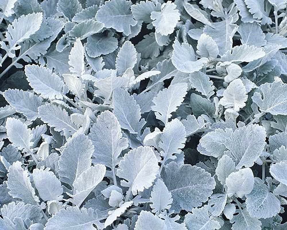 Silver Foliage Cineraria Cirrus Flower Seeds - 10 Rare Seeds