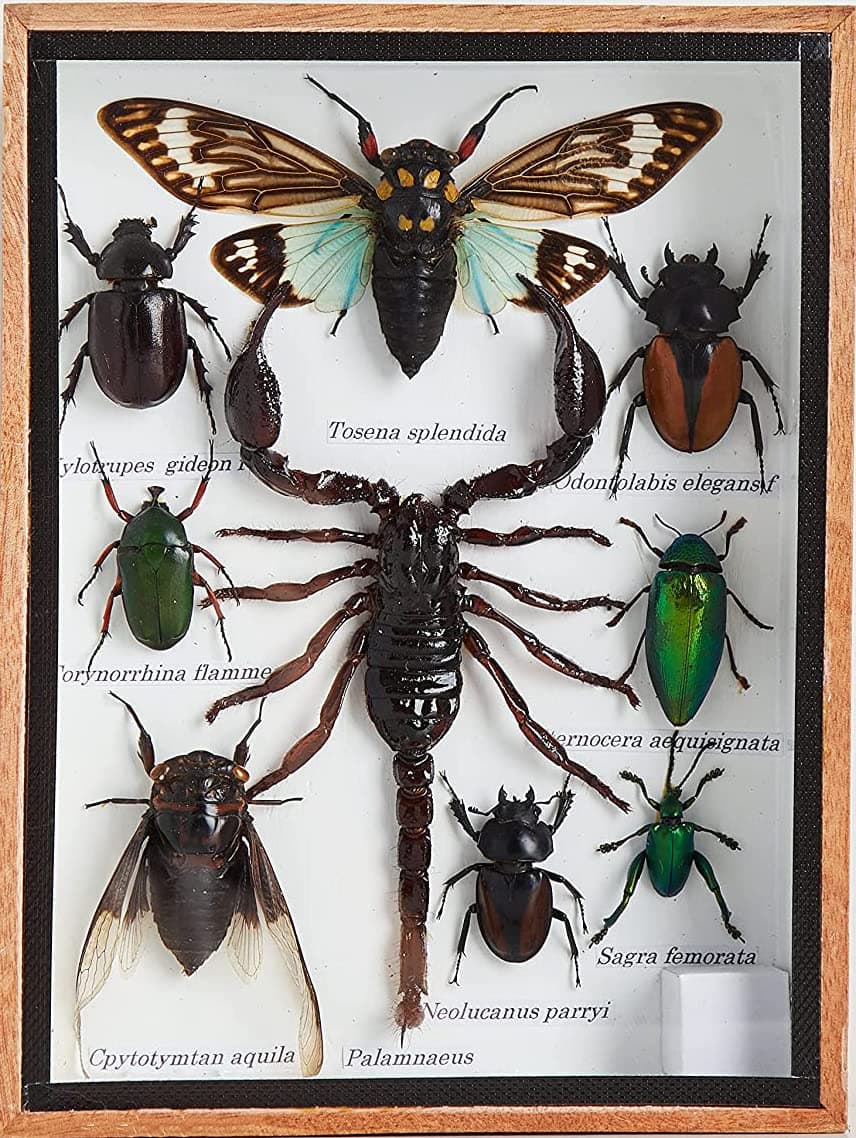9 Real MIXS Very Rare Insect Taxidermy Set in Boxes Display for Collectibles