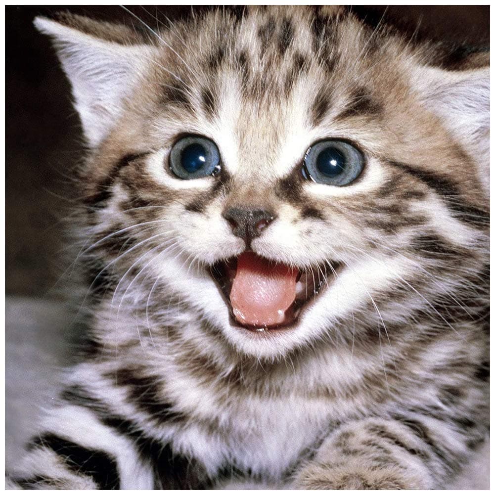 VIKMARI 5D Diamond Painting Kits Full Drill Animal Embroidery Cross Stitch Rhinestone Pictures Diamond Arts Craft,DIY Diamond Painting by NumberKit for Adults (Laughing Cat)