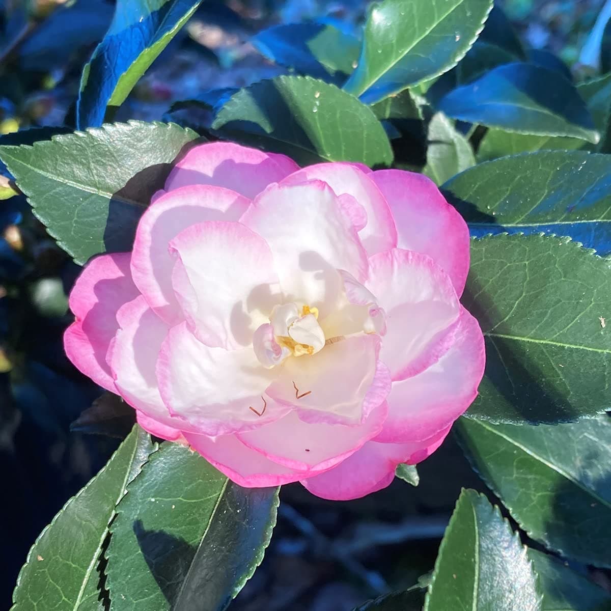 Eroanvia Live Moonshadow Camellia Flower Plant (Pink White) Outdoor Live Plant Healthy Hybrid Live Plant For Home Garden