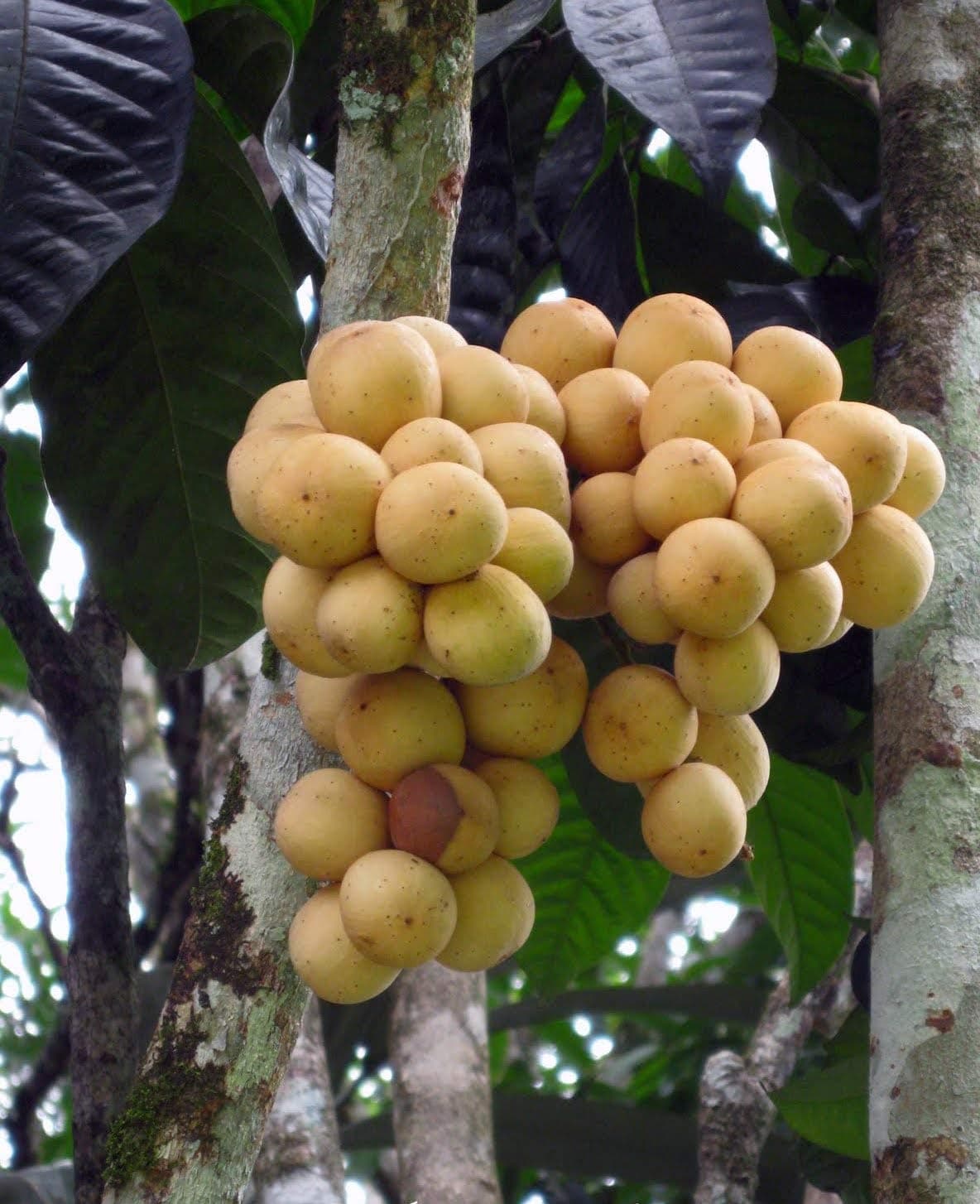 CATTERPILLAR FARM Rare Langsat Fruit Exotic Seedling Plant