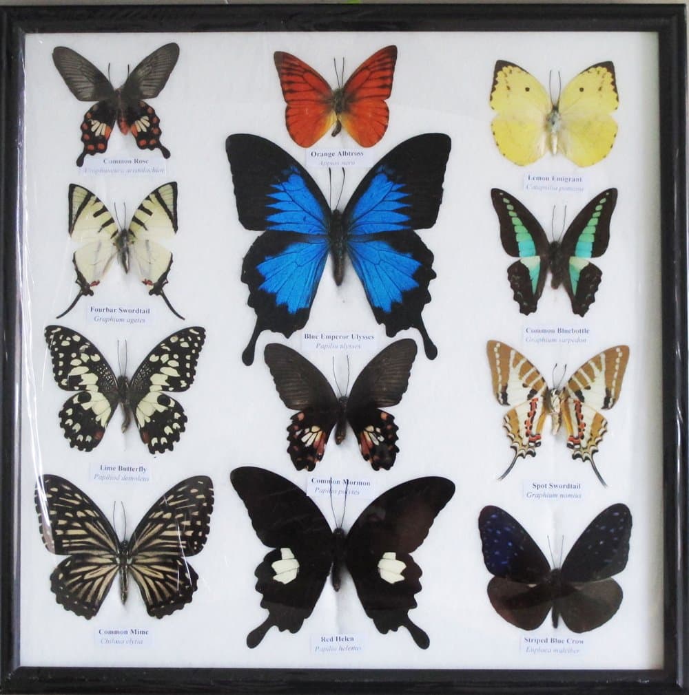 REAL 12 MIX BEAUTIFUL BUTTERFLY IN FRAME DISPLAY INSECT TAXIDERMY
