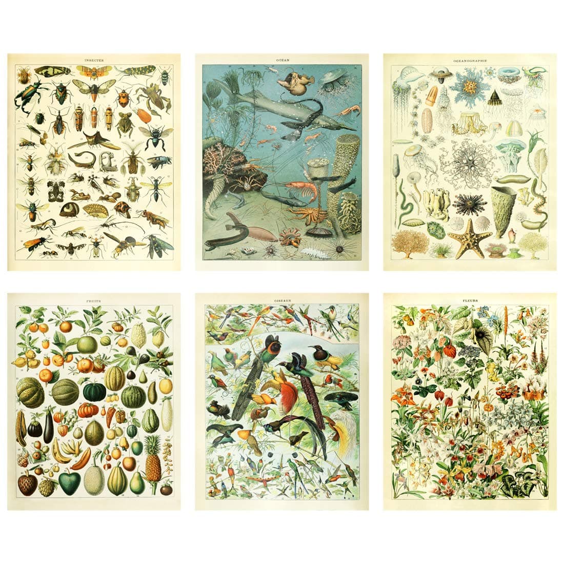 Meishe Art Vintage Poster Print Biology Botanical Science Fruit Flowers Blooming Floral Wall Decor Fishes Deep Sea Creature Animals Vegetables Insects Birds Breeds Species Identification Set of 6pcs