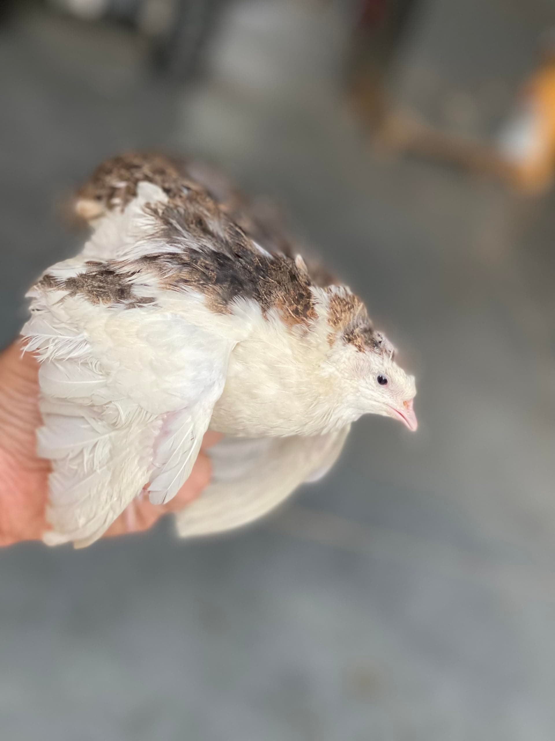 20 Large Fertile Hatching Mixed Jumbo Pharoah Coturnix,Jumbo Italian, White Quail Hatching Eggs by Fox Peak Outdoor Supply LLC.