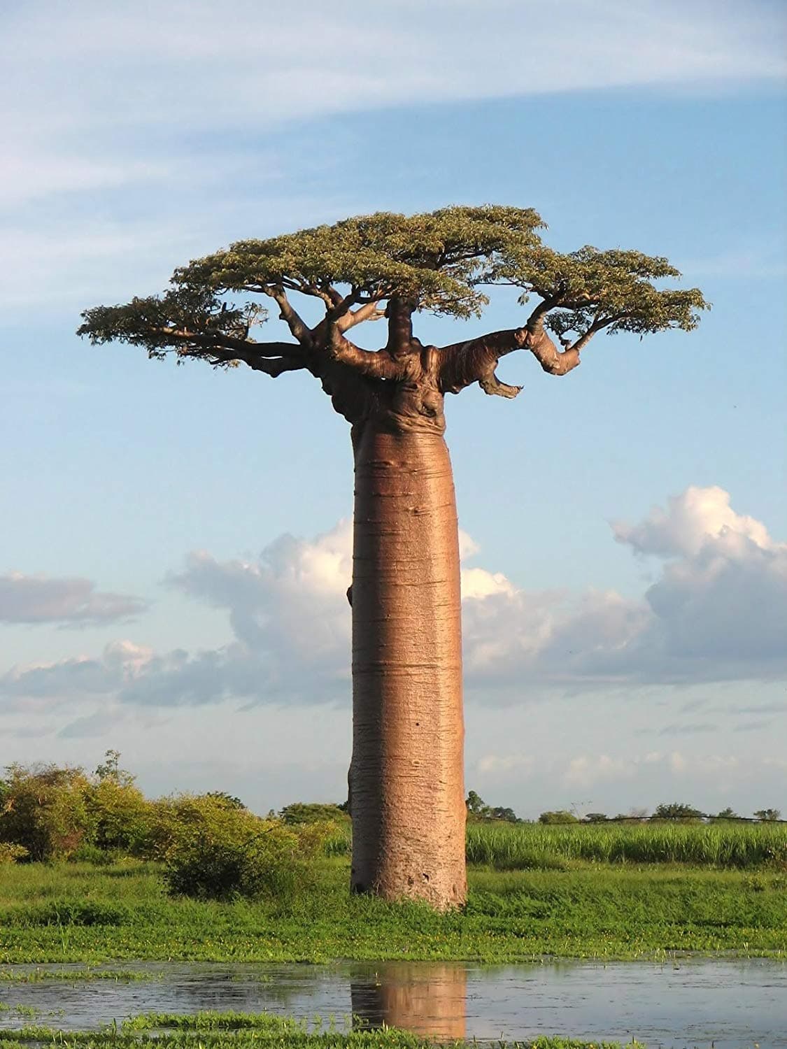 5 Adansonia Grandidieri Seeds, Grandidier's Baobab, Giant Baobab Seeds