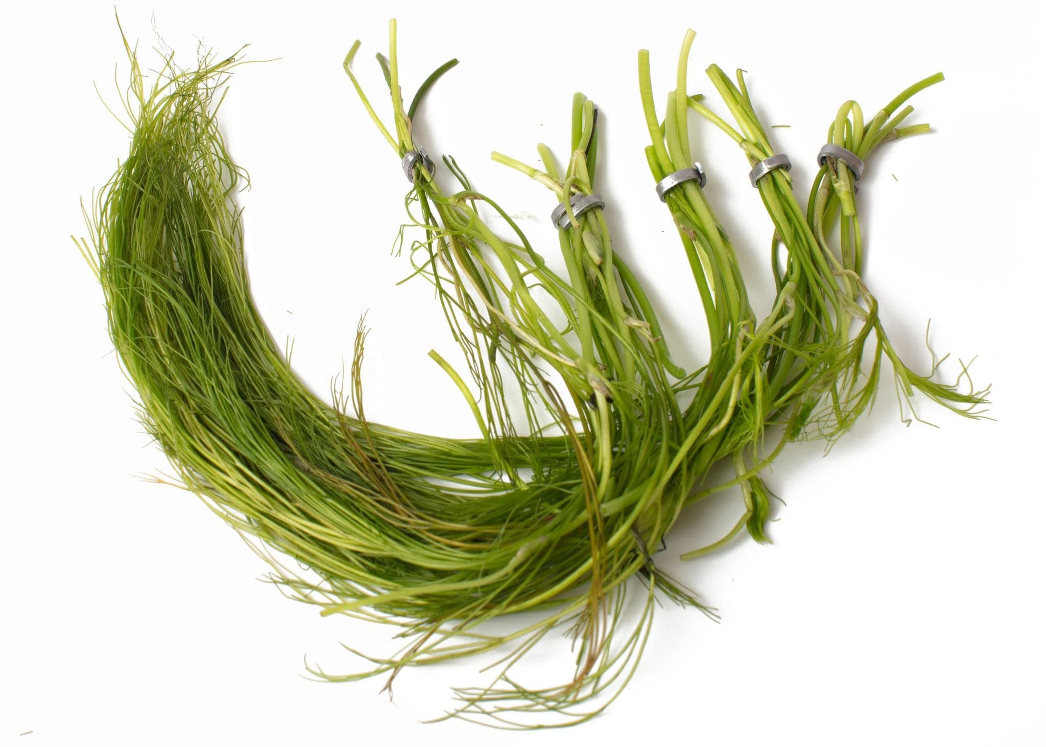 Lincolnshire Pond Plants Ltd Ranunculus aquatillis Oxygenating Pond Plant - Fish or Wildlife Pond and bog Aquatic Plants - 2 Bunches