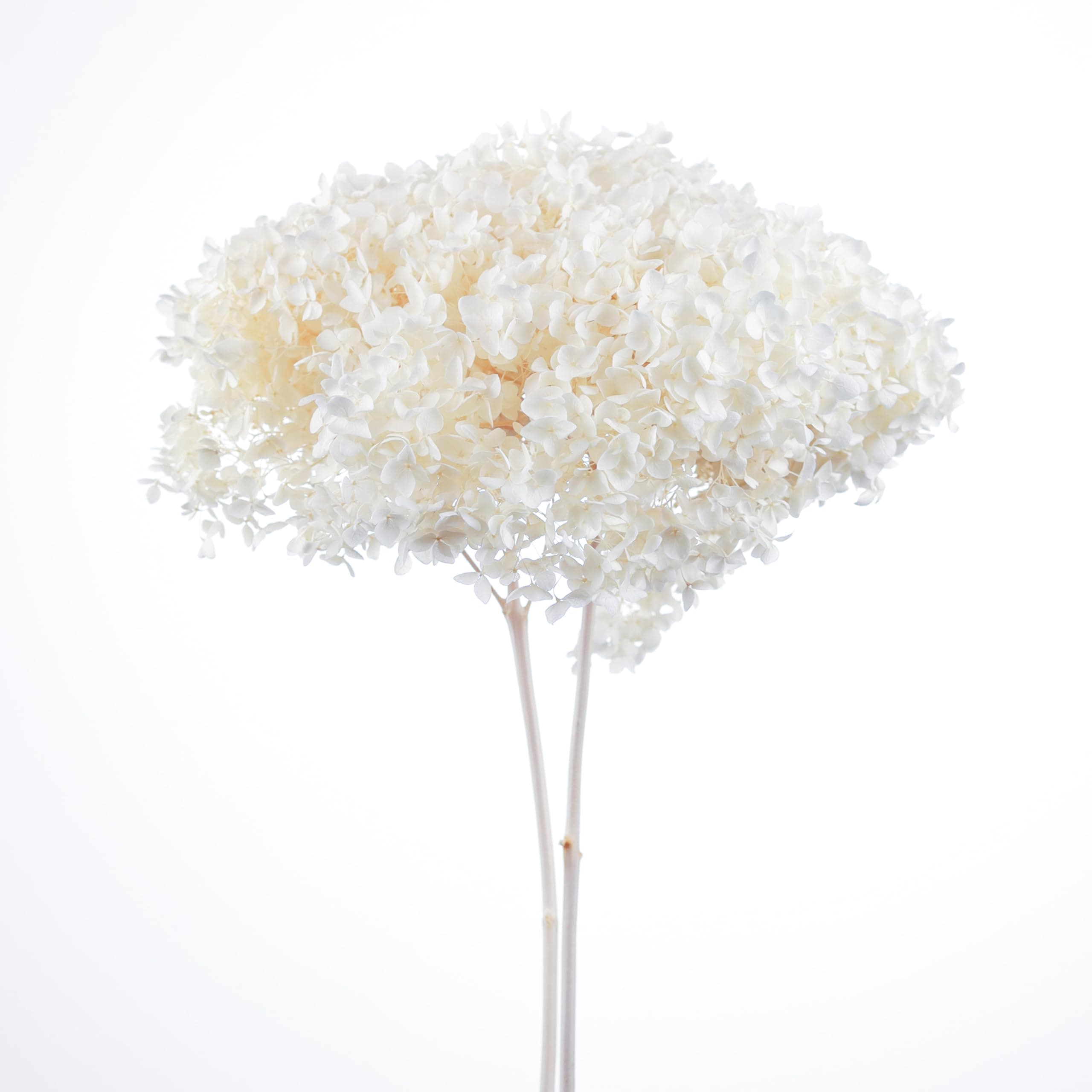 Gulf Flowers Preserved Amaranthus Buddle 5Pcs – Dried Floral Accent For Decorationspurple 5100000043102