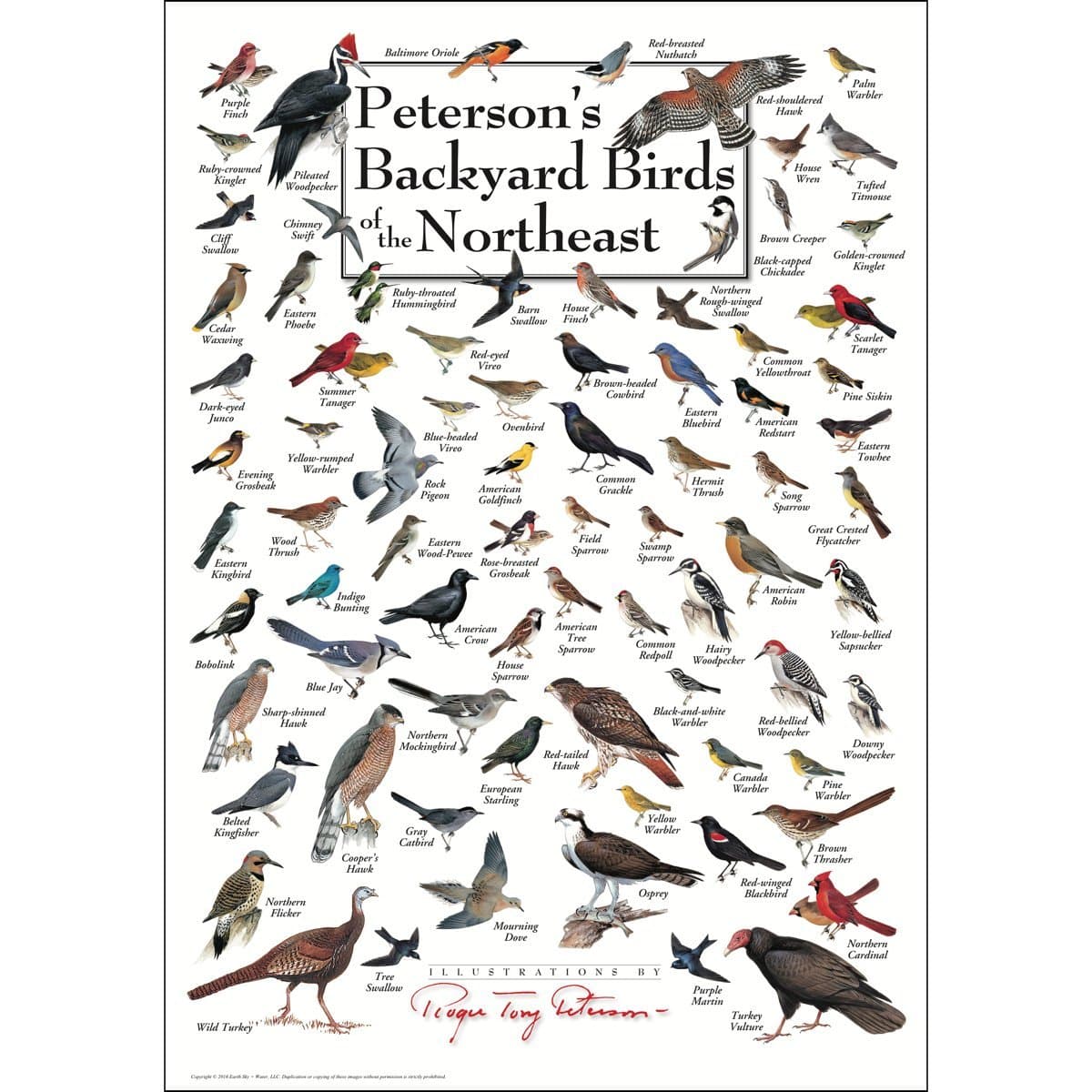 Earth Sky + Water - Peterson's Backyard Birds of the Northeast - Poster 19″ X 27″