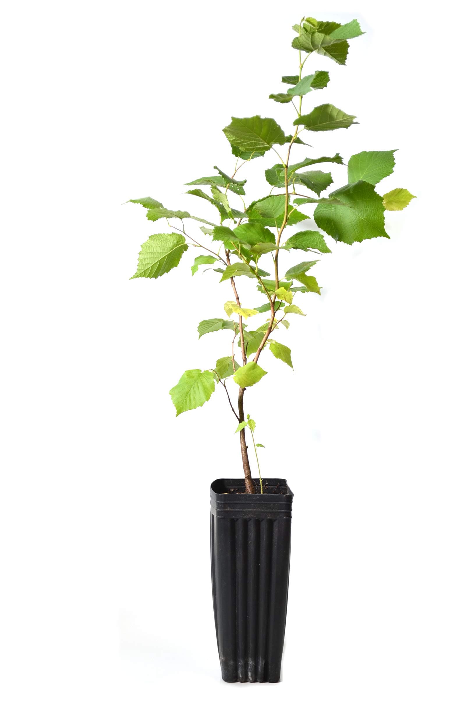 TreesAgain Potted American Hazelnut Tree - Corylus americana - 8 to 18+ inches (See State Restrictions)