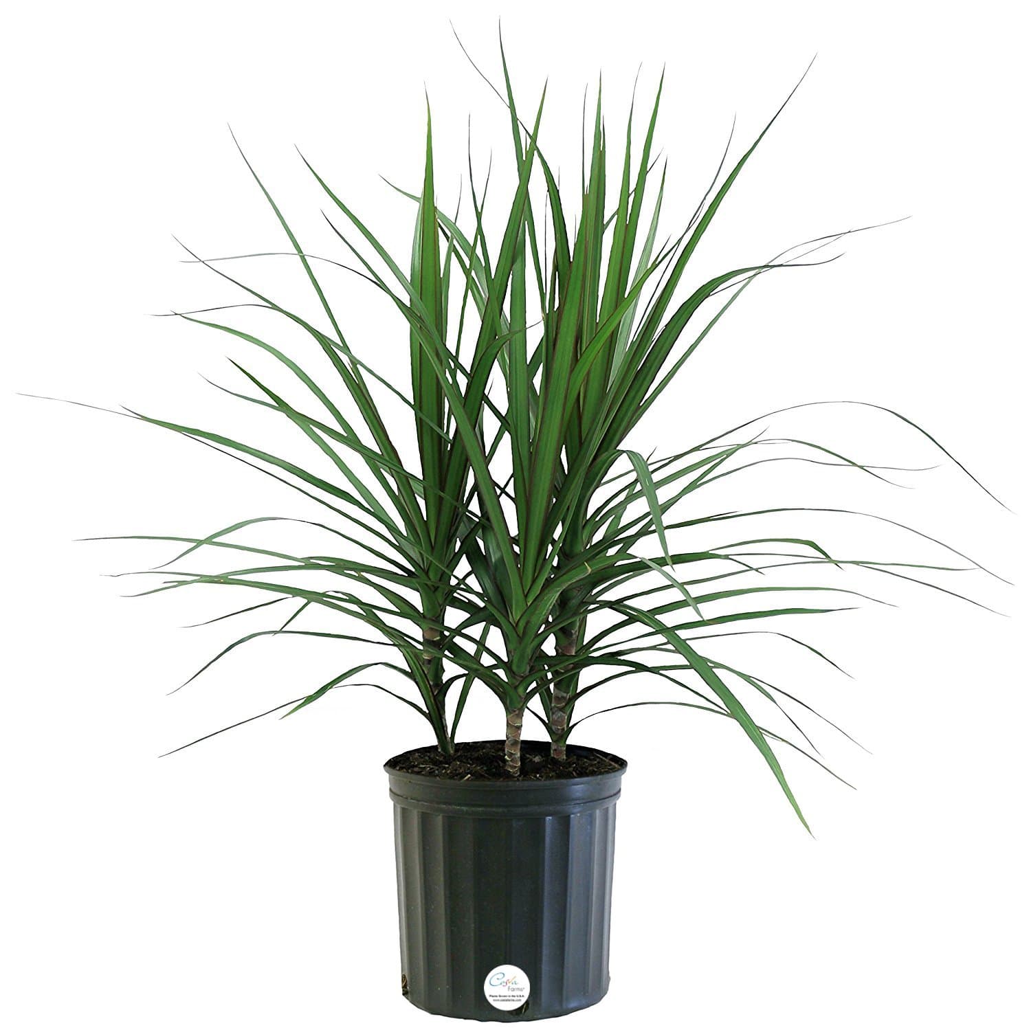 Costa Farms Madagascar Dragon Tree Marginata Live Indoor Floor Plant in 8.75-Inch Grower Pot