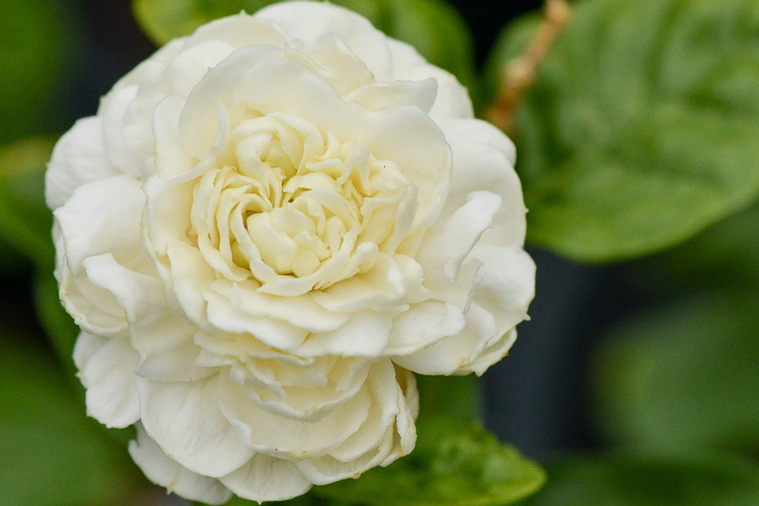 Jasmine Sambac Grand Duke of Tuscany