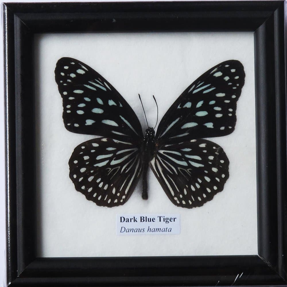Framed Very Rare Real Dark Blue Tiger Butterfly Gift Display Insect Taxidermy