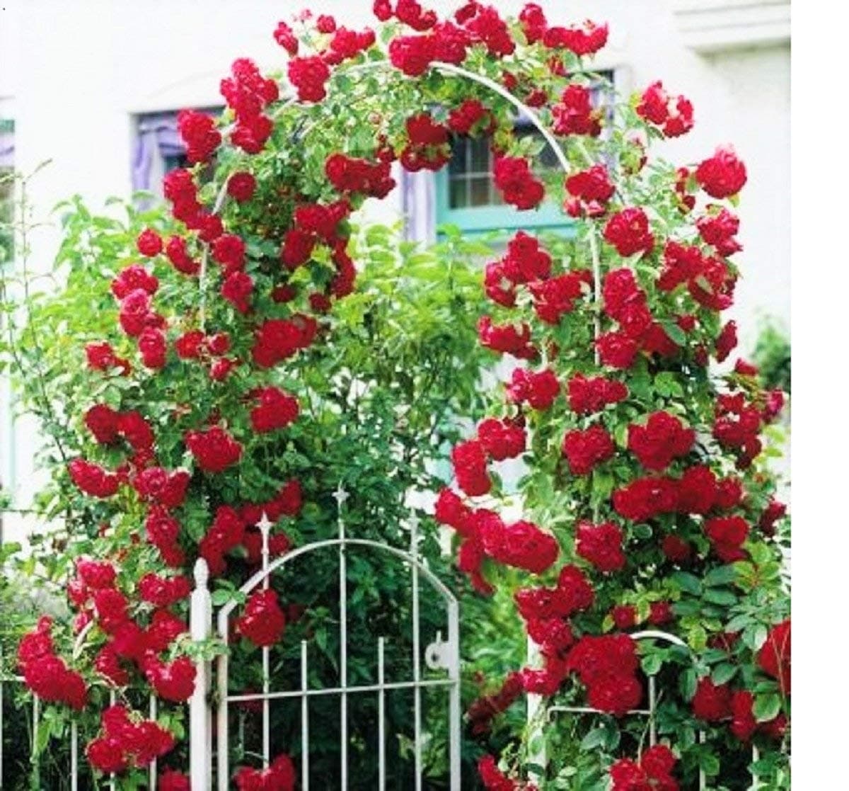 Red Climbing Rose Tree-Plant Seeds (20 Seeds)