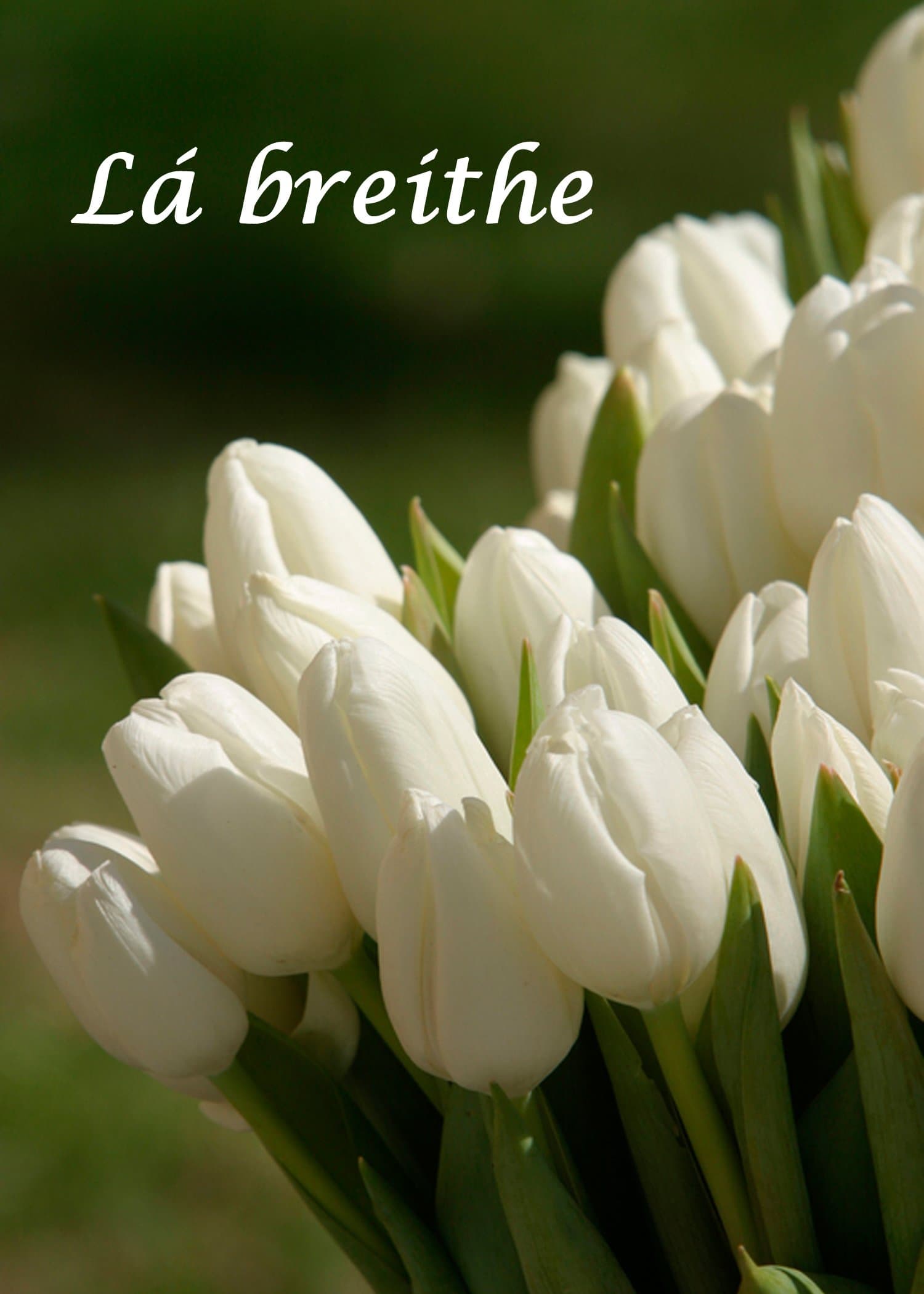 White Tulips. Lá breithe sona duit. A unique Irish Language Birthday Card.