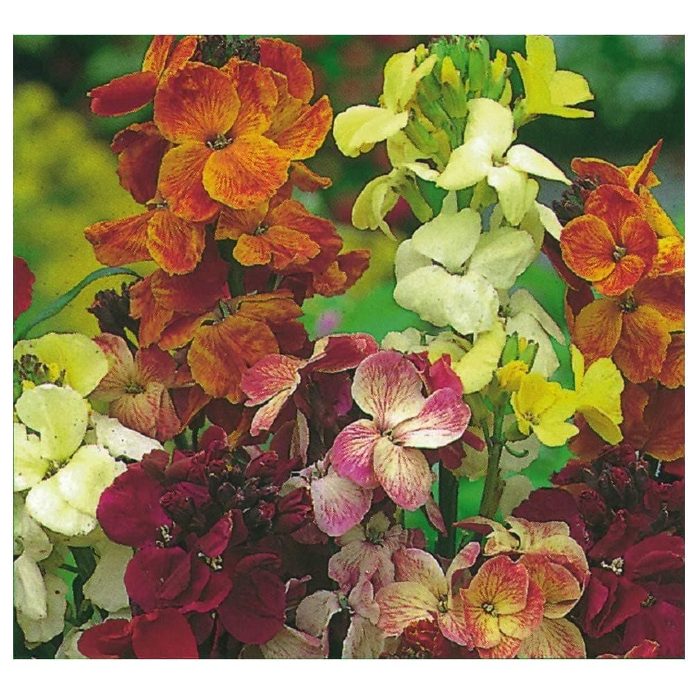 WallFlower English - FAIR Lady Mix - 30 Gram ~ 18,00 Bulk