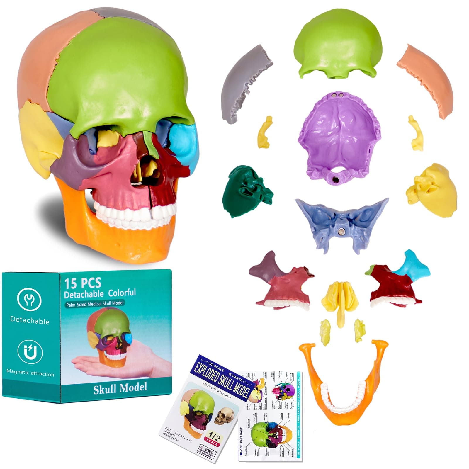 breesky Human Skull Model for Anatomy, 15 Parts Human Anatomy Exploded Skull, Detachable Palm-Sized Mini Human Color Medical Skull Model, Learning with Color Study Manual