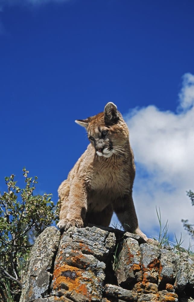 PosterazziYoung Mountain Lion (Felis Concolor) Looks Down From Rock Outcrop Montana Usa Poster Print, (12 x 19)