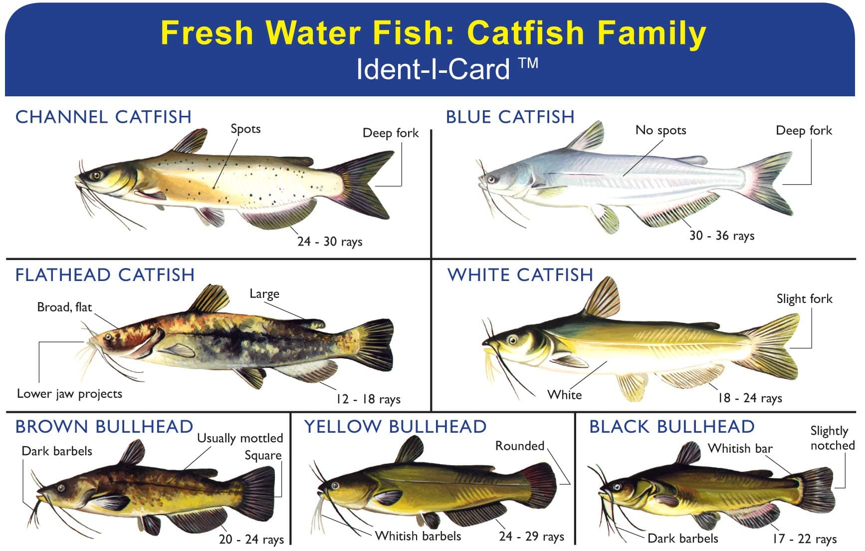 Express Yourself Catfish Family Ident-I-Card - Freshwater Fish Identification Card