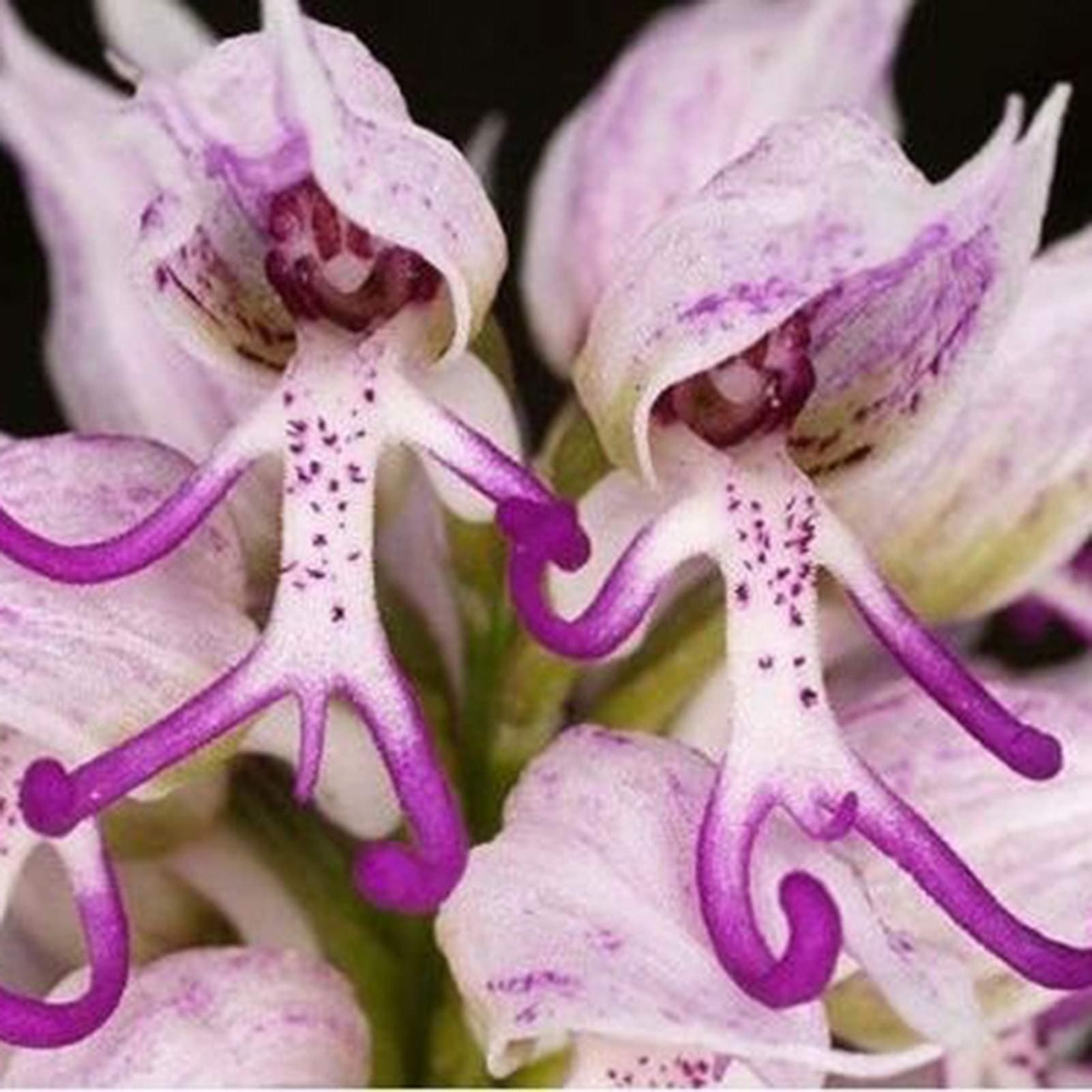 Auleset 100Pcs/Bag Orchis Italica Seeds, Flowering Attractive Easy Care Heavy Watering Flower Seeds for Outdoor - Seeds