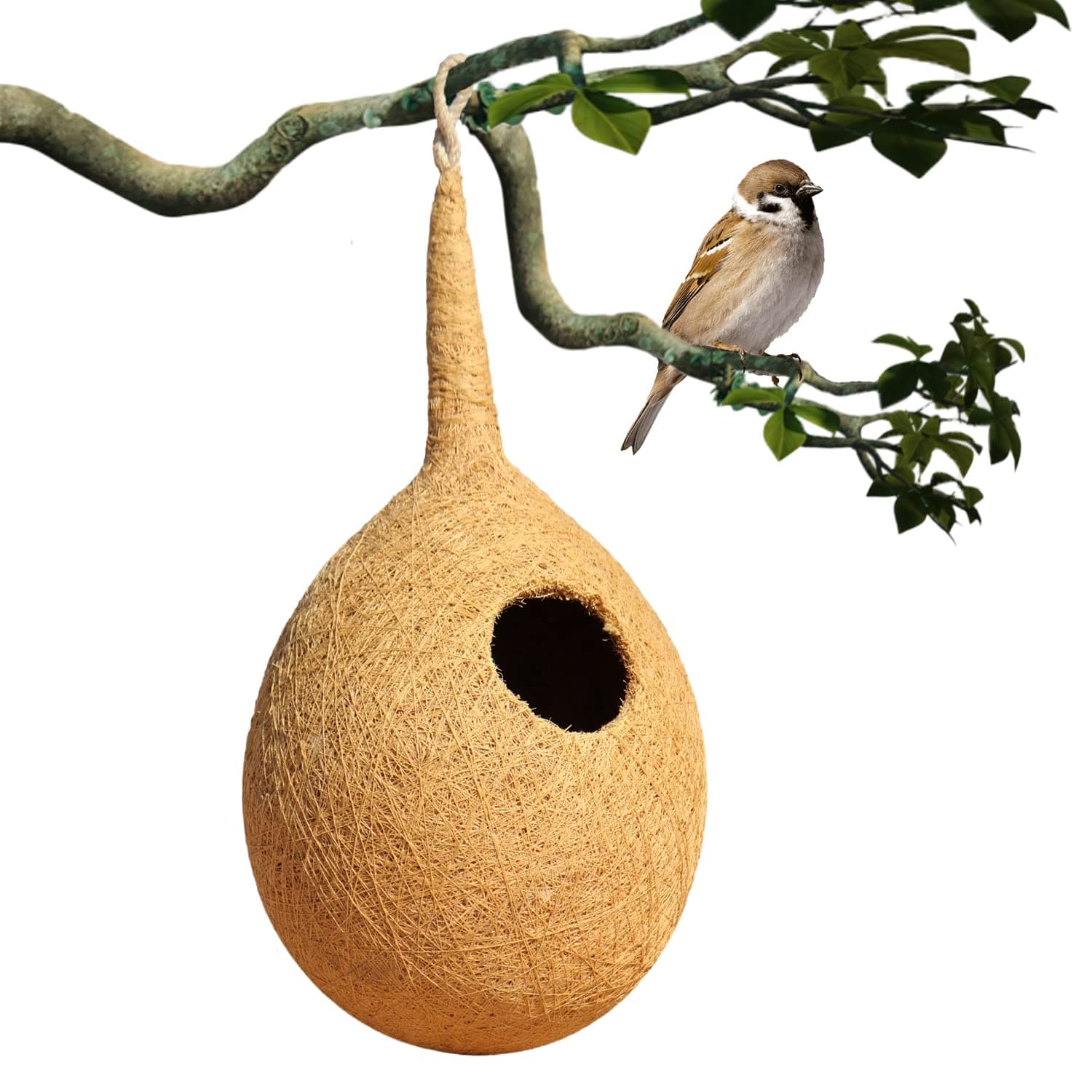 Organic Large Size Bird NEST, Purely Made by Bird Building Technique Bird House (Hanging, Wall Mounting, Tree Mounting) (Pack of 1)