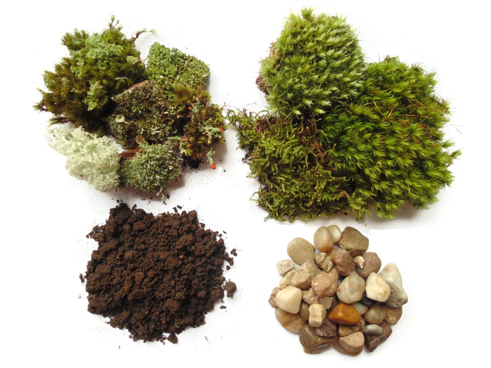 Small Terrarium Kit with Live Moss and Lichen, Pebbles & Soil