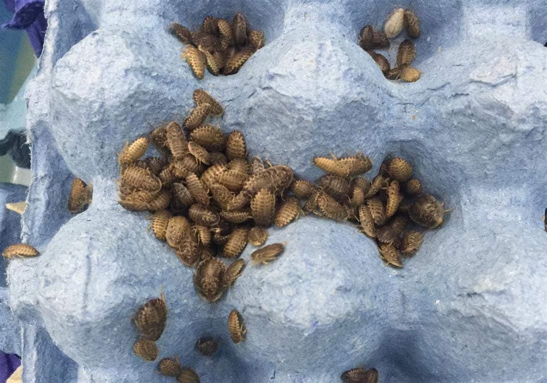 Livefood UK Live Feeder Roach Blaptica Dubia Baby size 4-10mm (Tub of 35 Cockroach)