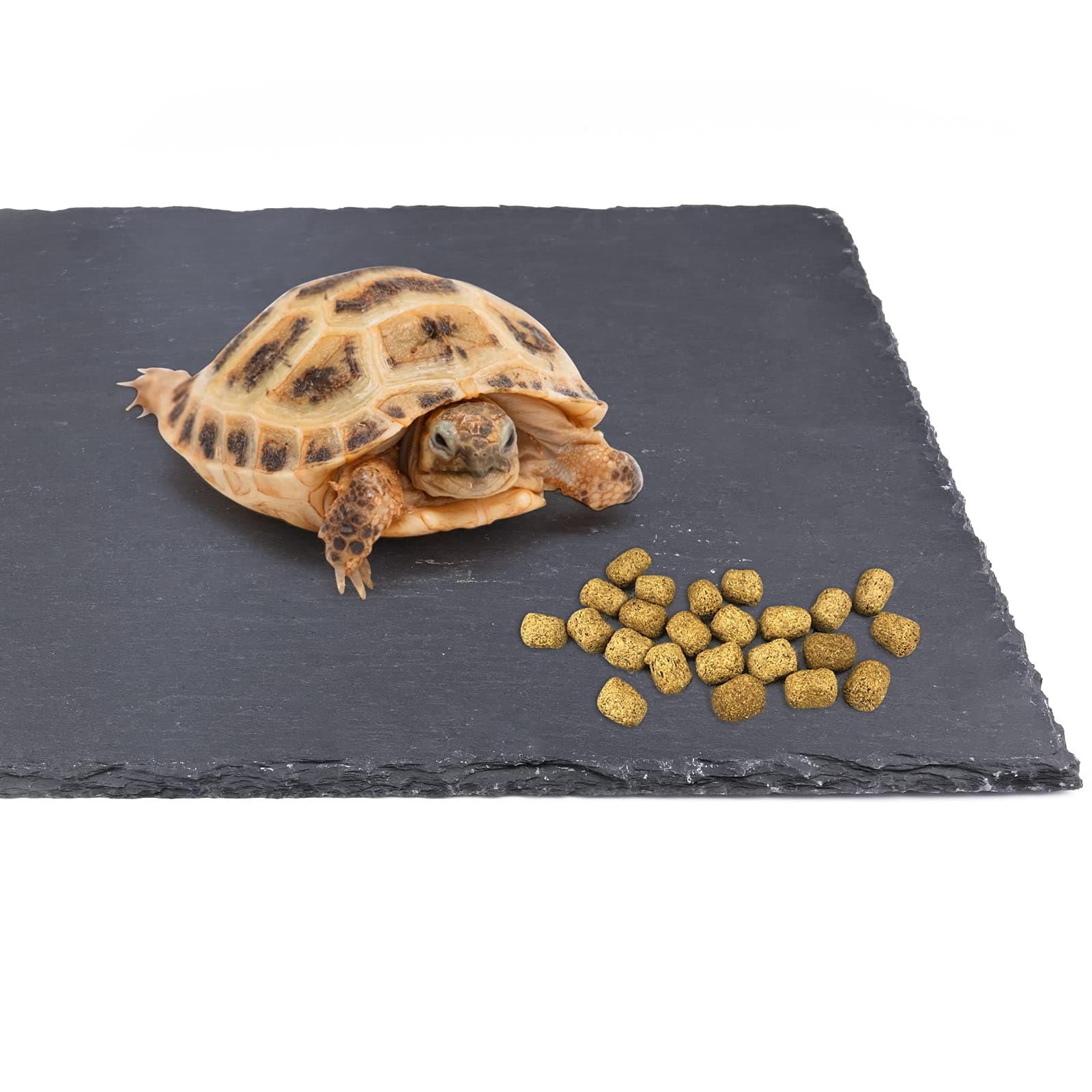 dojobkinb Reptile Basking Platform, Tortoise Feeding Food Dish, Reptile Food Dish Grinding Nail Landscape Habitat Decor for Lizard Bearded Dragon Turtle Crested Gecko Snake(11.8" x 7.9")