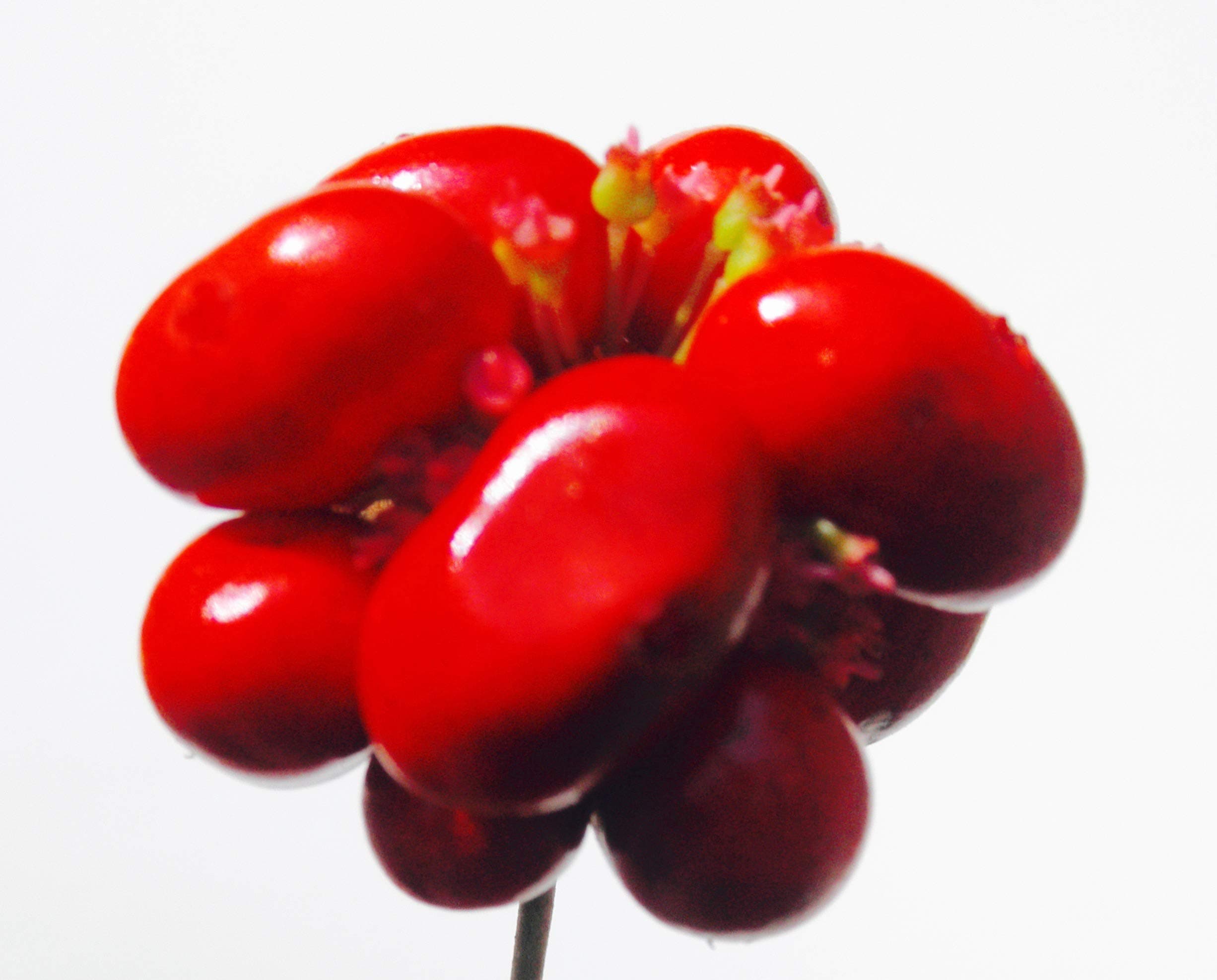 1,000 Stratified American Ginseng Seed. Grow Your own Wild Ginseng Root