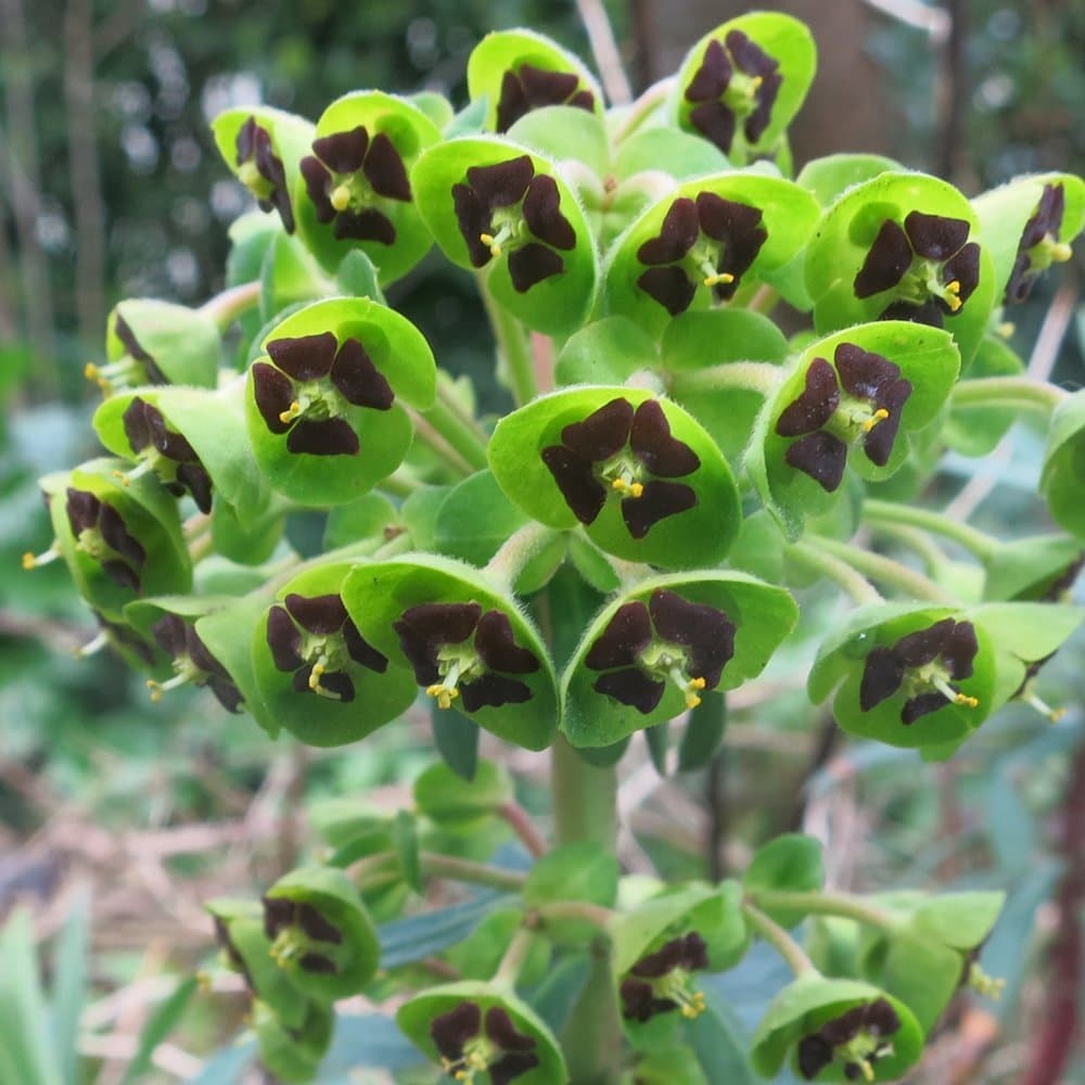 Euphorbia Black Pearl Spurge Hardy Outdoor Evergreen Flowering Perennial Garden Plants in Plant Pot (9cm Pot, 15-30cm)
