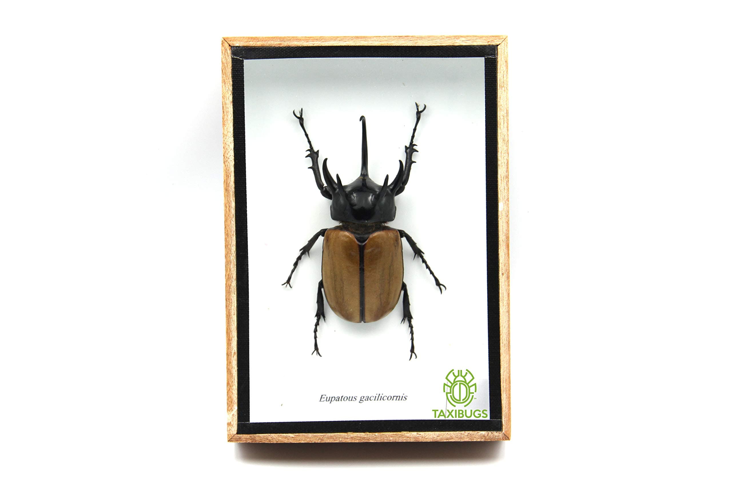 Rare Giant 5 Horn Rhino/Rhinoceros Beetle, Eupatorus gracilicornis, Taxidermy Insect Box Entomology Gift (Wooden Box)