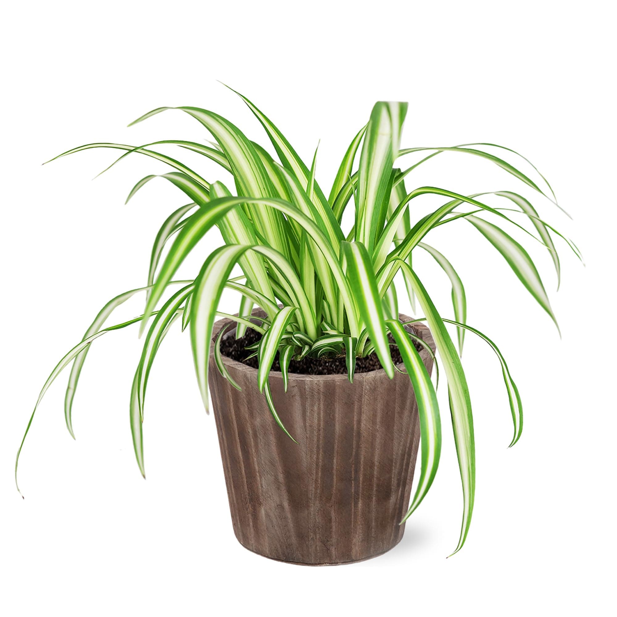 Wild Interiors WA5113 Spider Plant in Brown Wood Pottery, Live Indoor Plant, Potted Houseplant, Easy to Grow, Rustic Décor, 5" Diameter Pottery