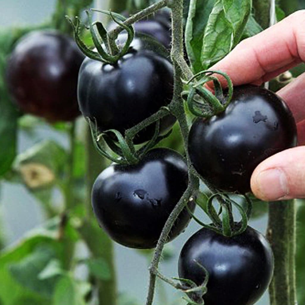 Natural garden plants Tomato Black Hybrid F1 Vegetable Seeds - Pack of 50
