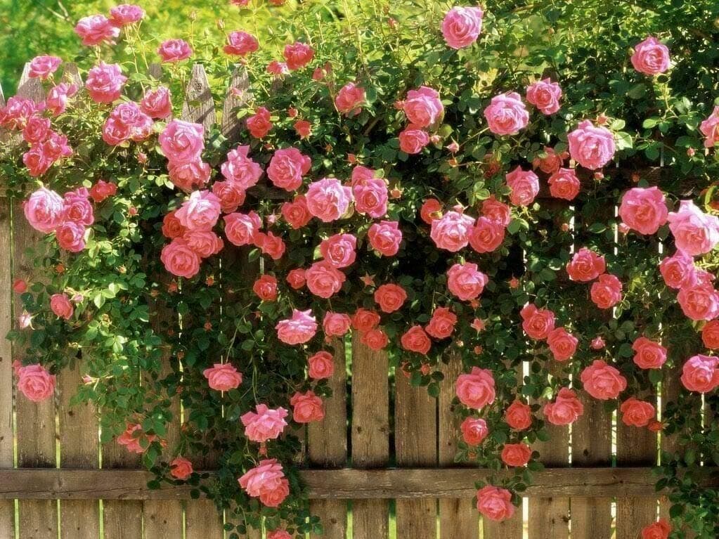 PINK CLIMBING ROSE Rosa Bush Vine Climber Fragrant Butterfly Flower Seeds
