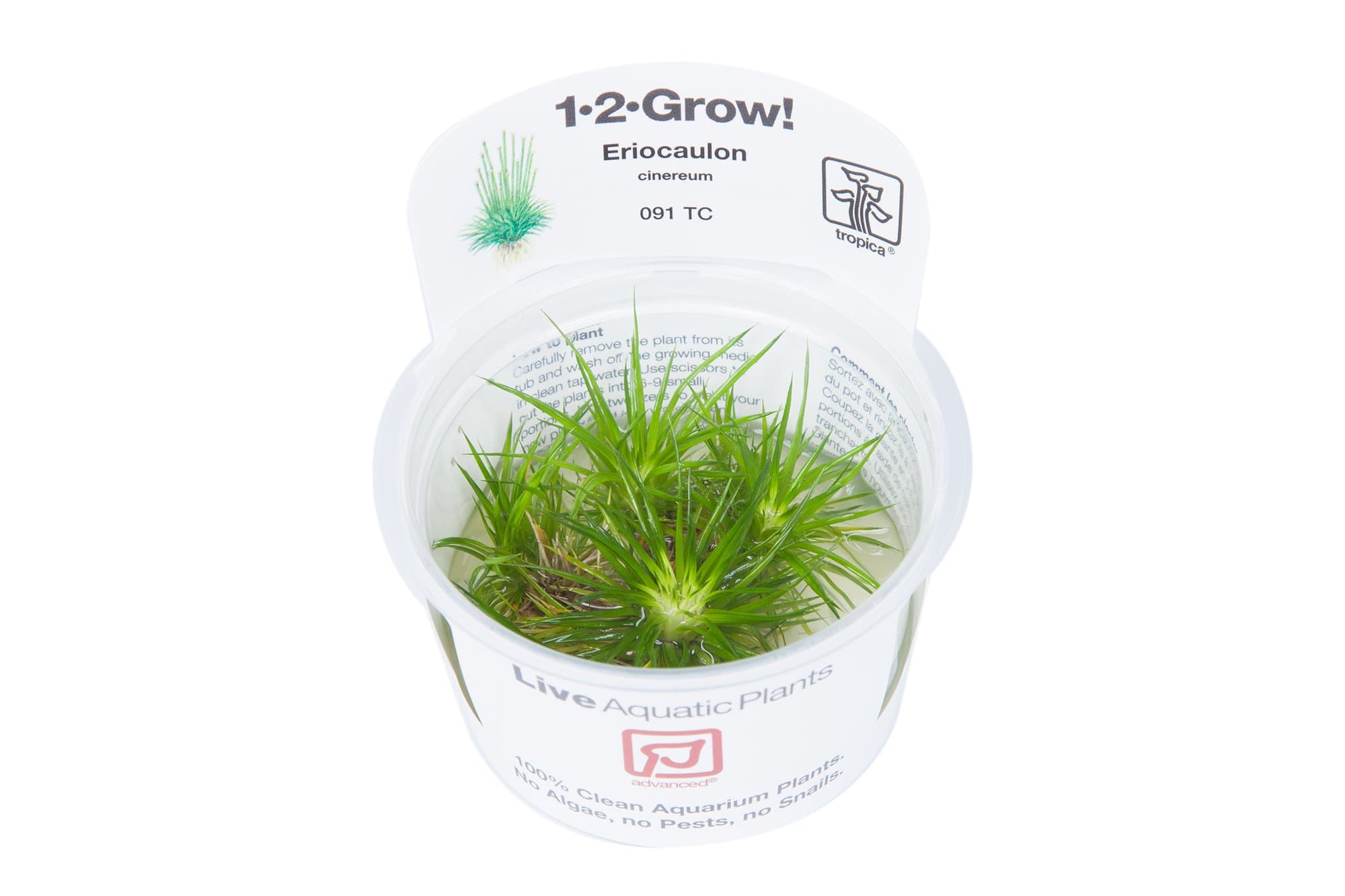 Eriocaulon cinereum 1-2-Grow Tissue Culture In Vitro Live Aquarium Plant Shrimp Safe & Snail Free