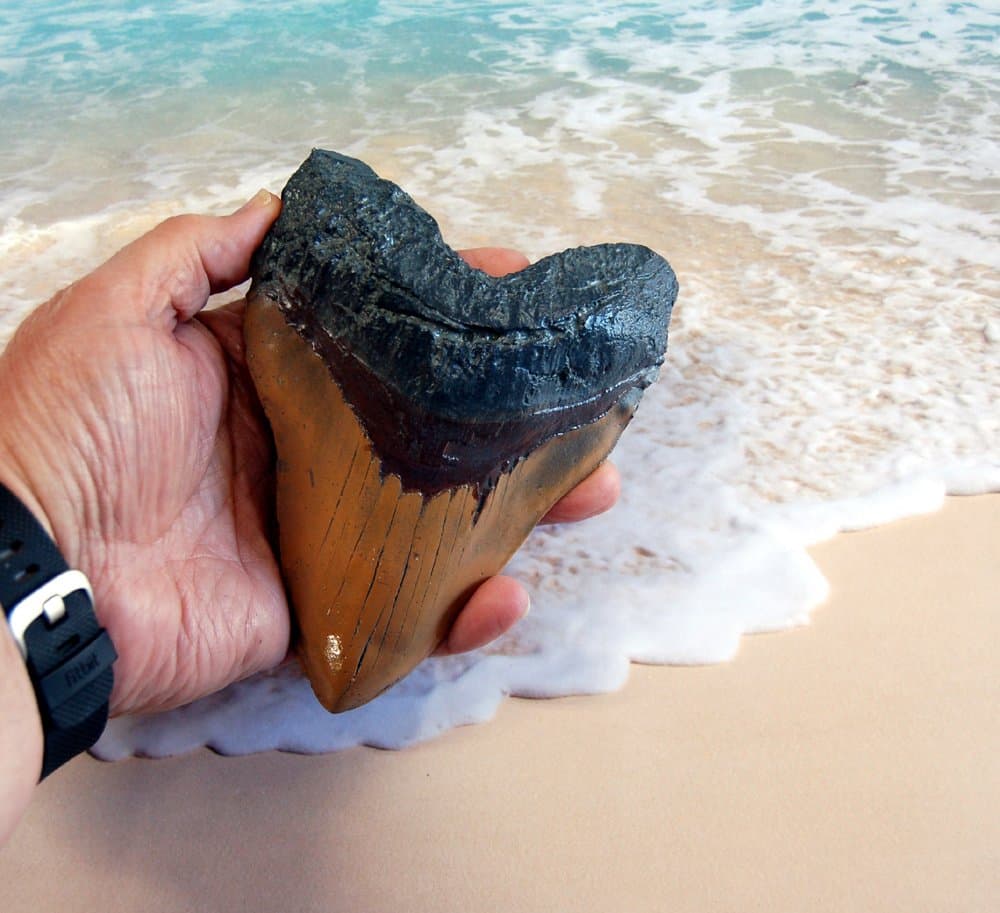 Massive 6-Inch Megalodon Shark Tooth, replica with serrations, carmel