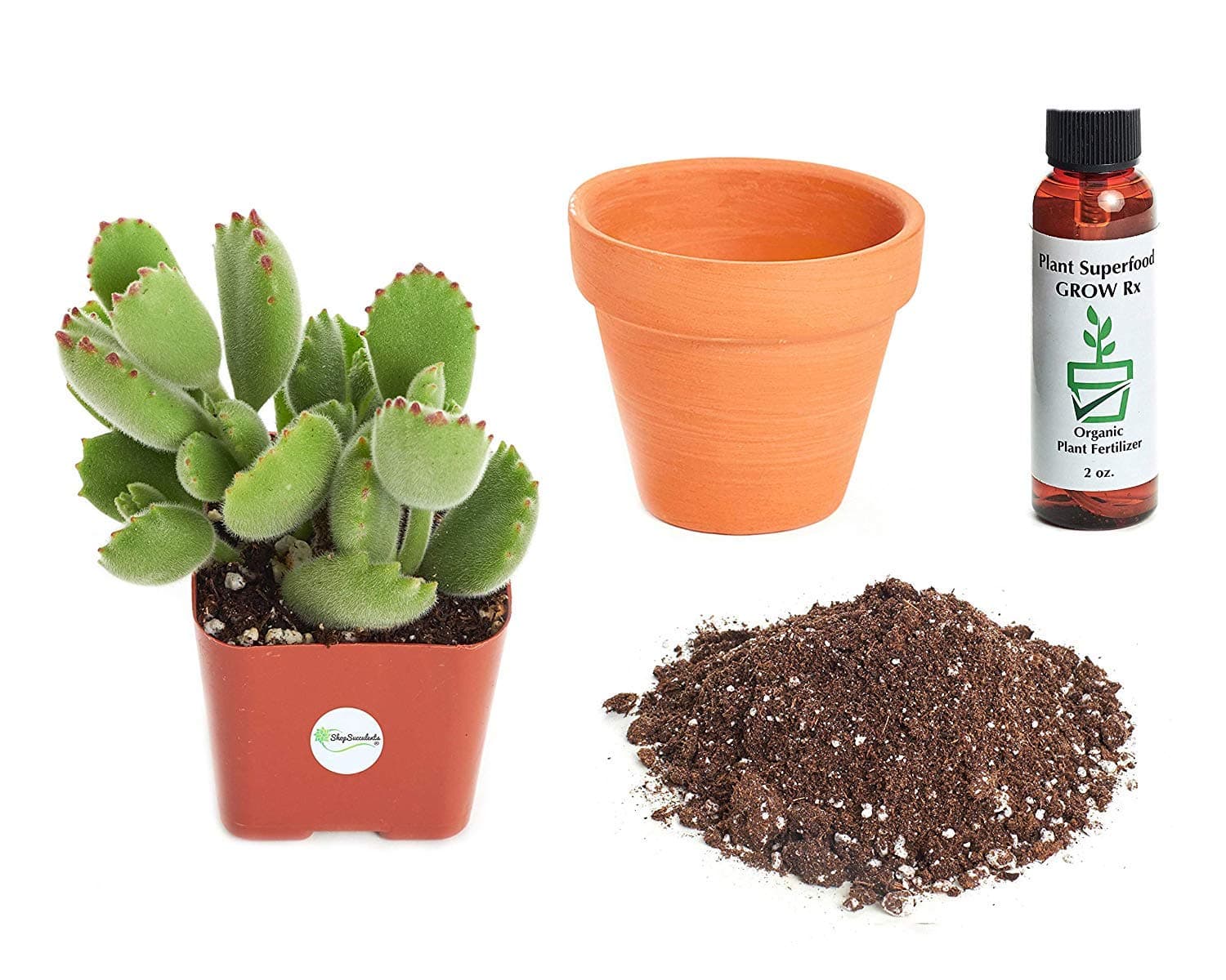 Shop Succulents 2" Grow Pot Cotyledon Tomentosa 'Bear Paw' 2In Plant Kit