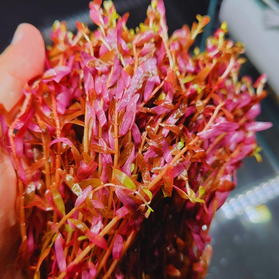 5X Loose Rotala Rotundifolia Indica Easy Live Aquarium Red Pink Plant