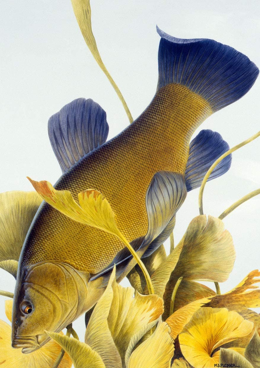 Freshwater fish fishing greeting card. Tench by Maurice Pledger Tench