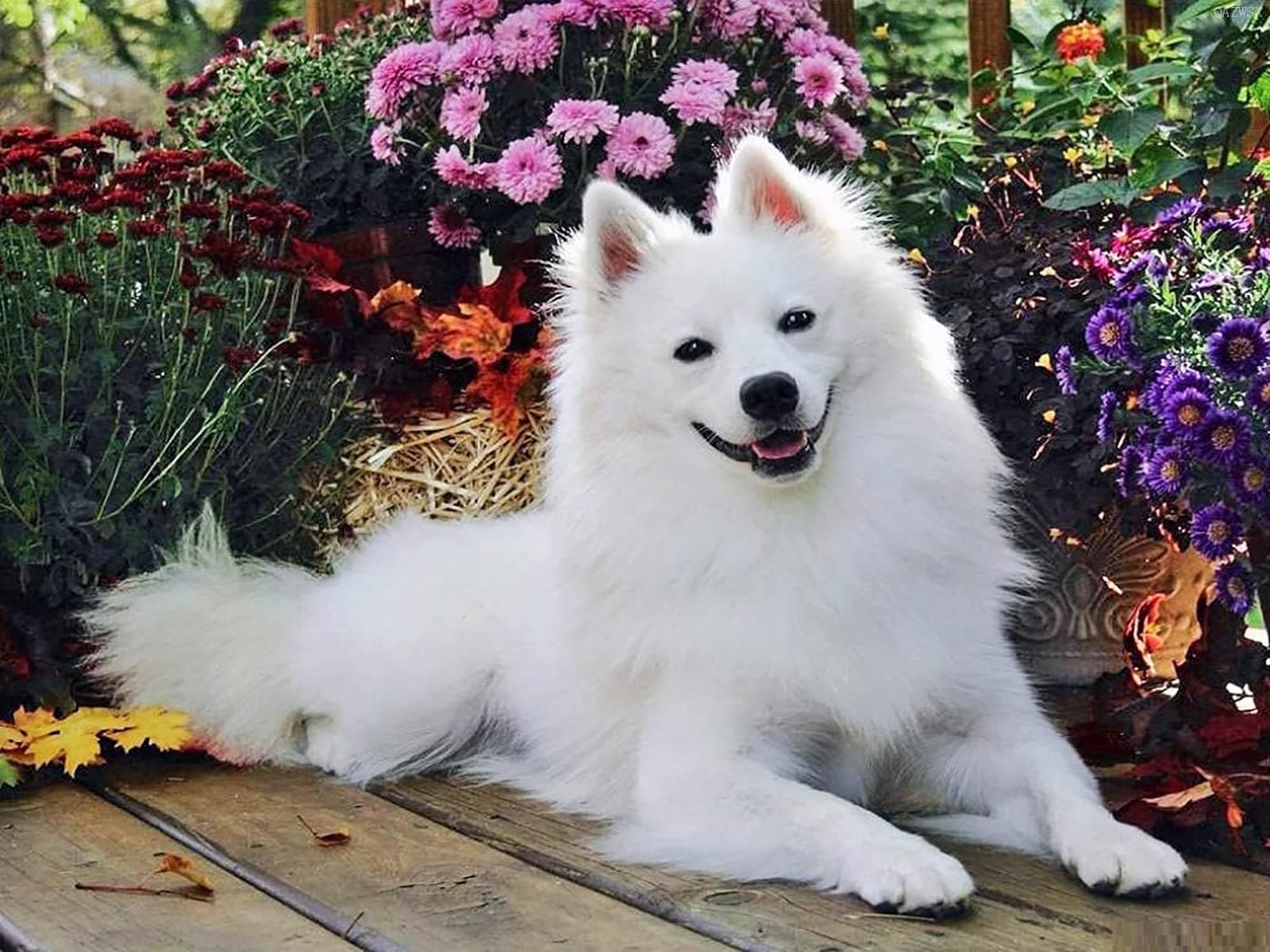 Diamond Painting Kits for Adults, Kids American Eskimo Dog Animal Flowers DIY 5D Diamond Painting Arts Craft for Home Wall Decor Birthday Gifts