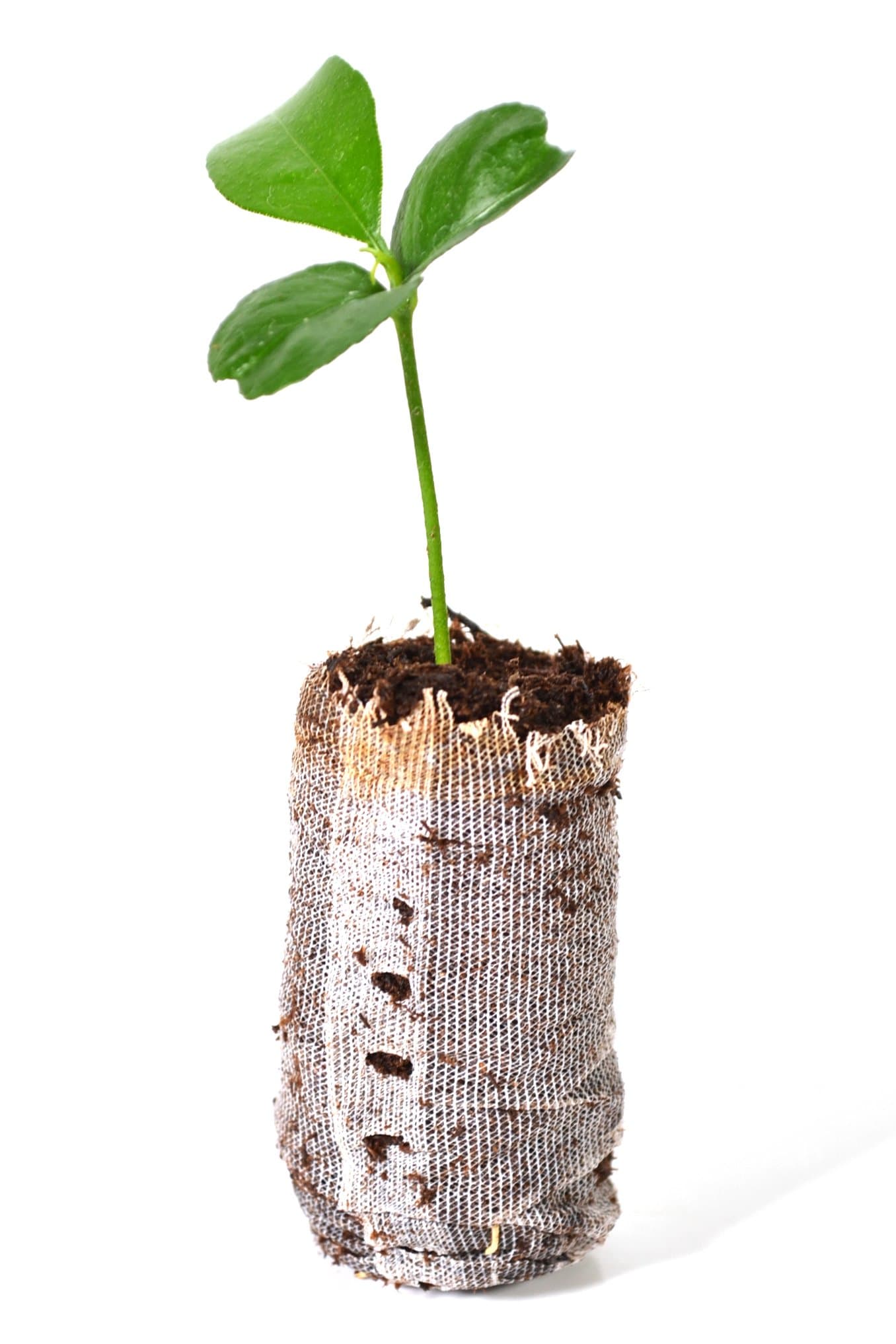 TreesAgain Honey Tangerine Tree - Citrus reticulata 'Murcott' - Starter Plug (See State Restrictions)