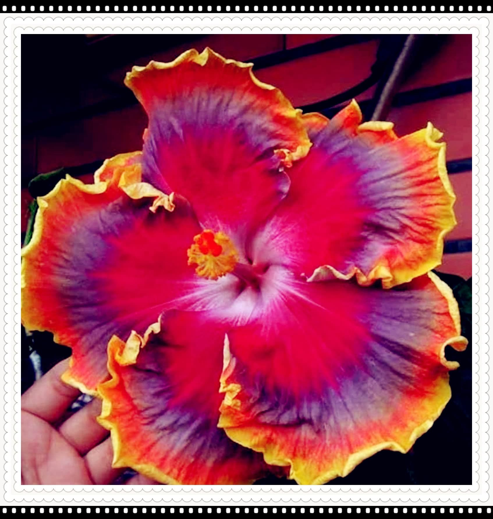 Double Hibiscus Roots/Cut Flowers/Wedding Flowers/Natural Organic/Greening Flower/Good for Containers-2 Bulbs-B