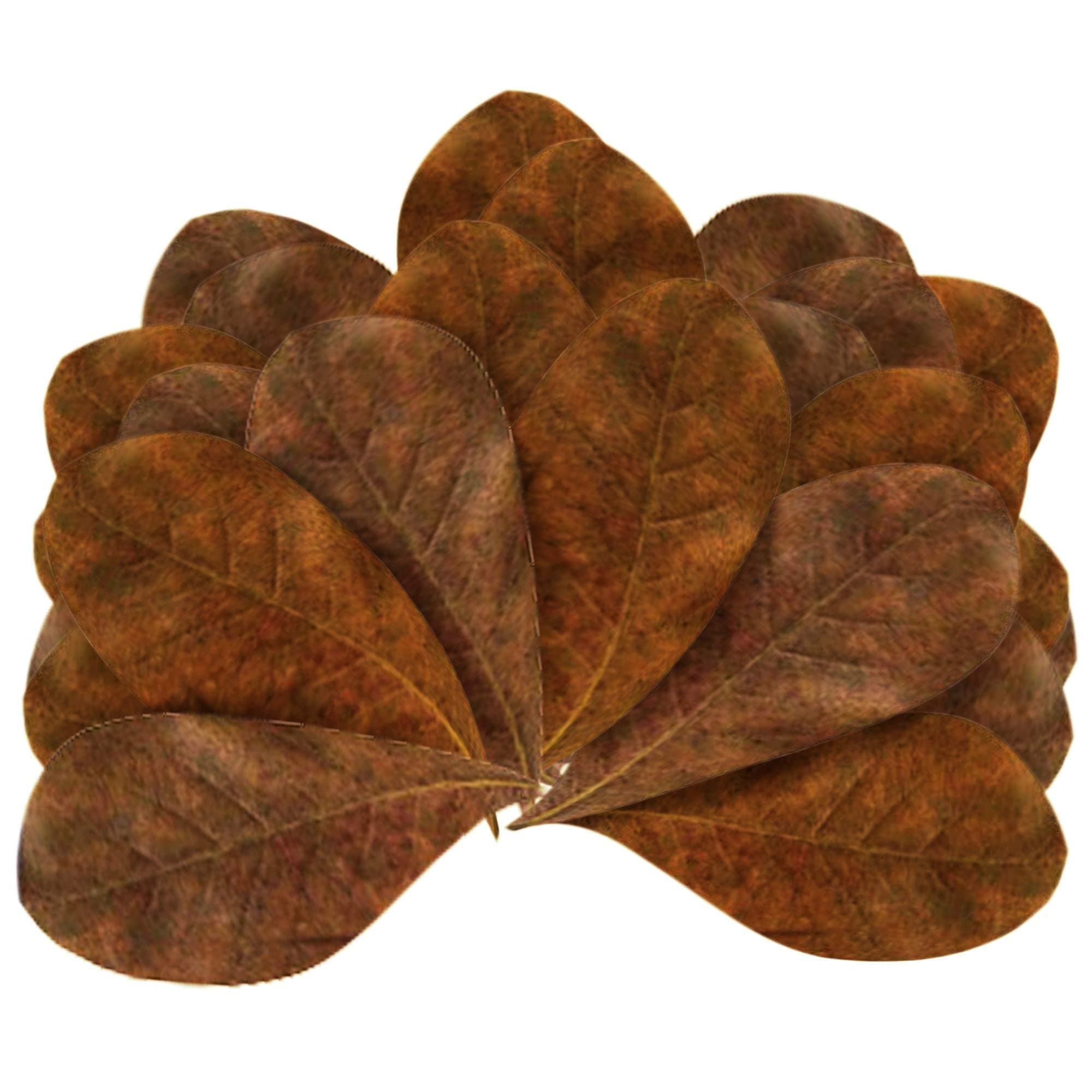 JOR 120 Pcs Mini Terminalia Indian Almond Leaves, 2" Ketapang Fin Rot Treatment Betta Fish Water Conditioner Aquarium Leaves, Create Realistic River Habitat, Reduce Stress, for Shrimp & Tropical Fish