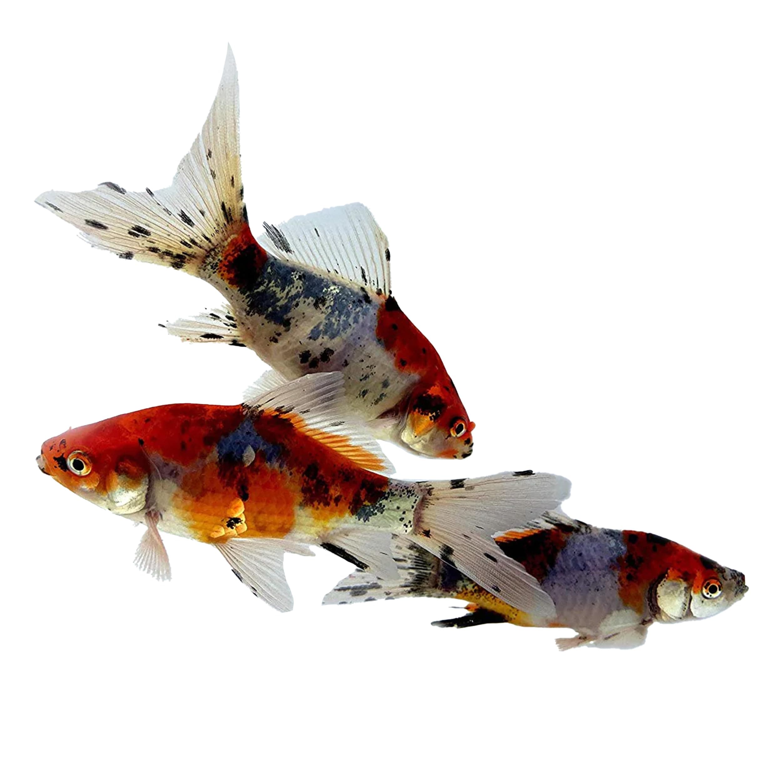 Toledo Goldfish Shubunkin Goldfish: Live Blue Calico Colored Goldfish with a Variety of Patterns - Perfect for Stocking Ponds, Aquariums, or Tanks - 4-5 Inches, 50 Count