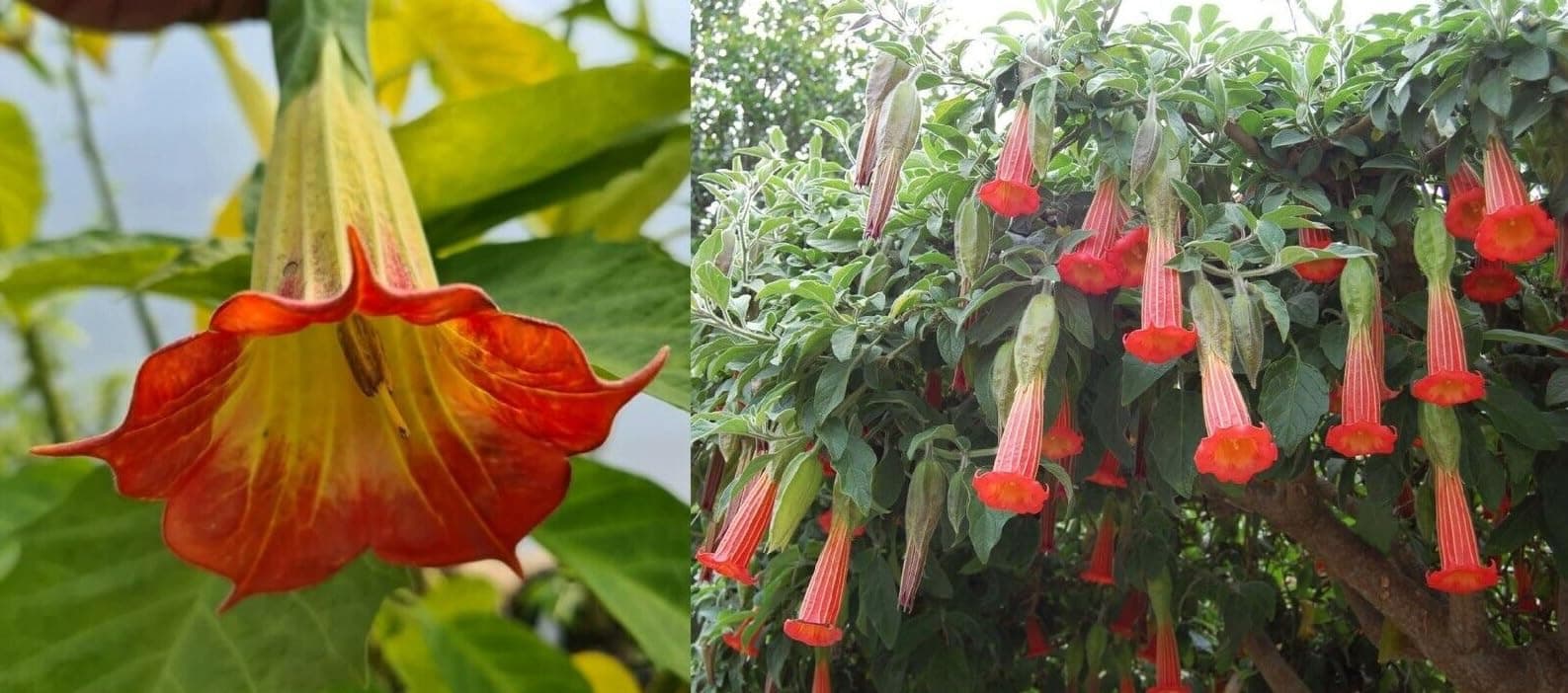 Brugmansia Sanguinea - Red |10 Seeds